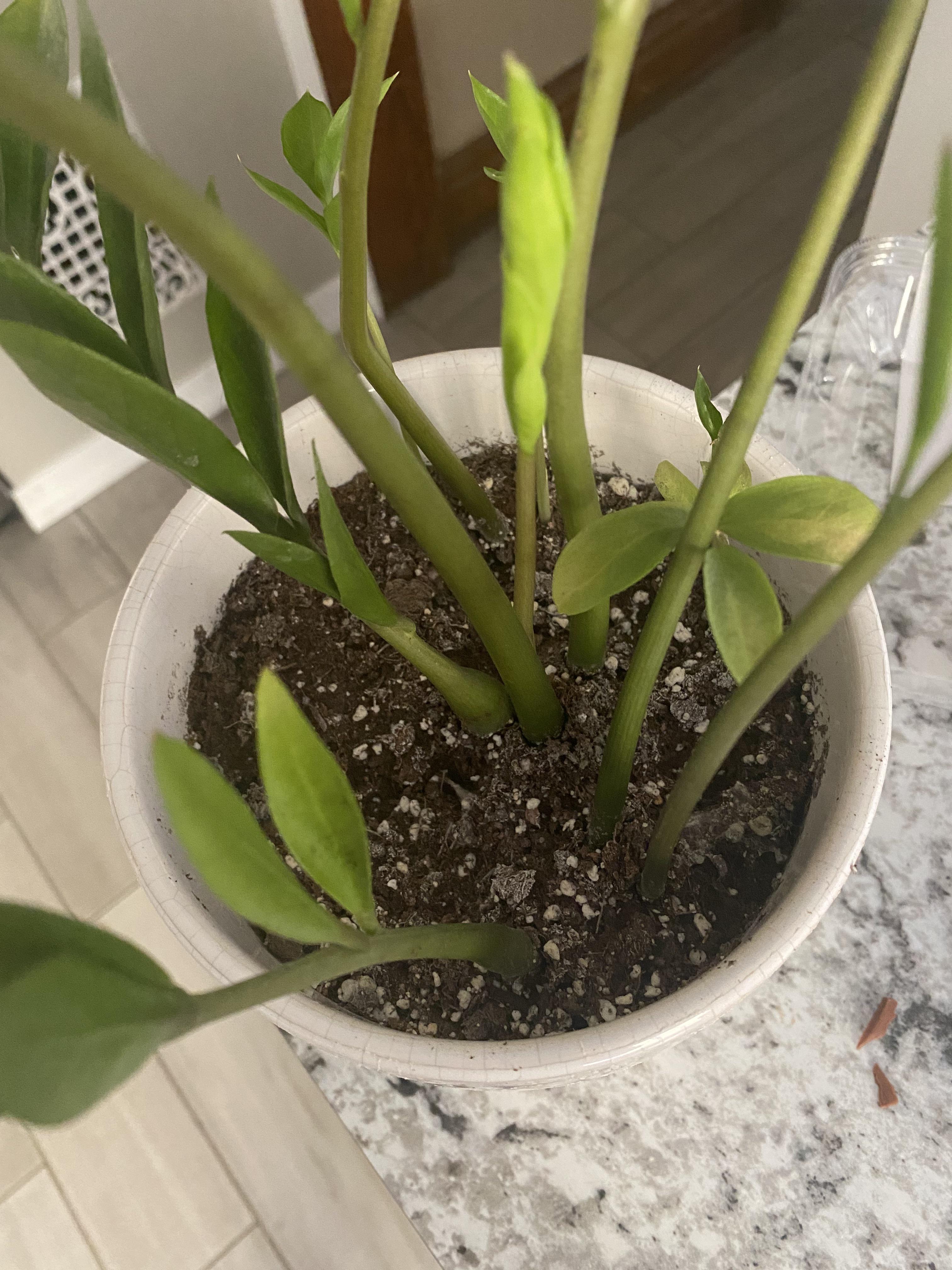 Mold in soil?! Over the last week, I’ve noticed a layer of mold in my