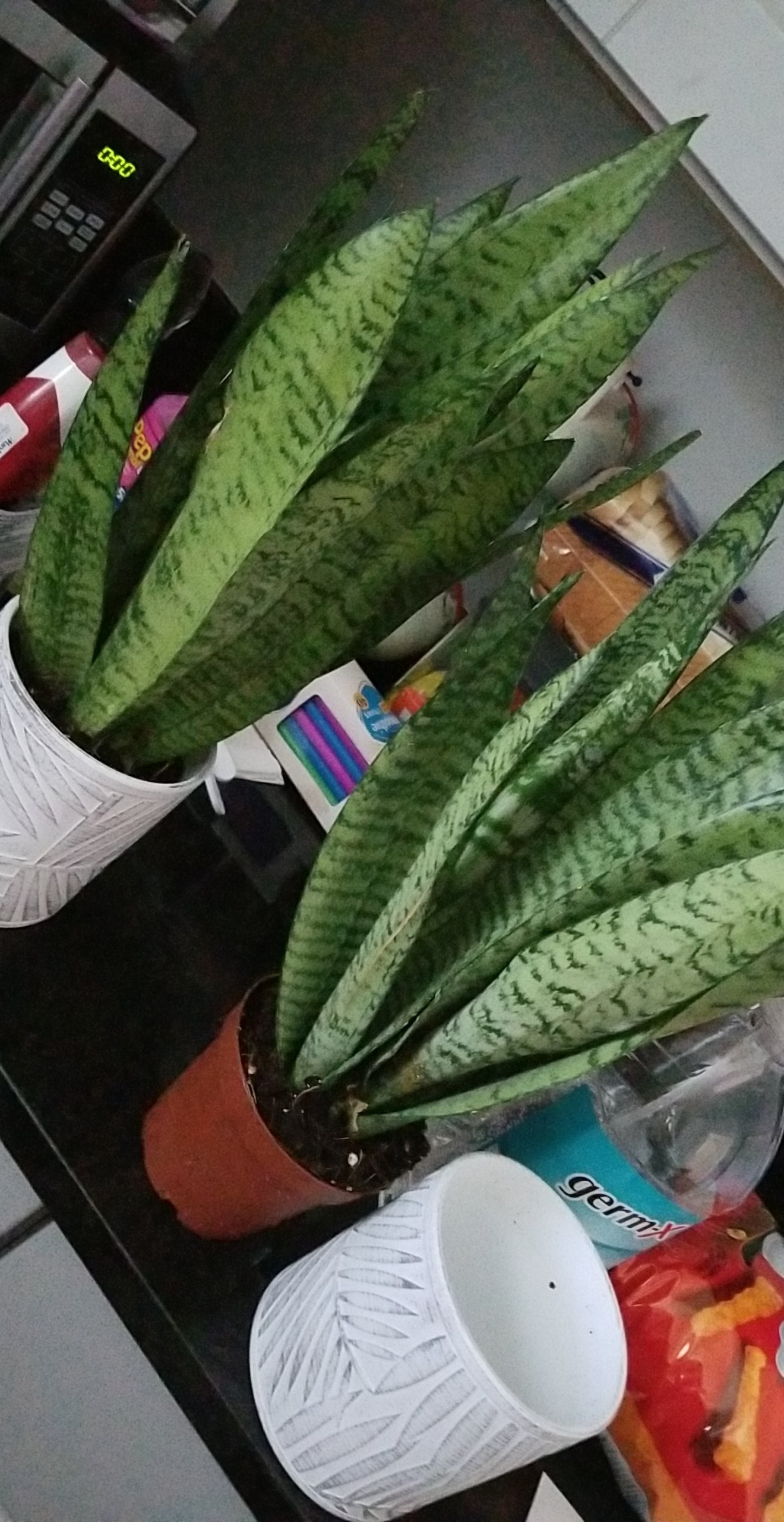 Do I need to repot my snake plants? I got these from costco and Im not