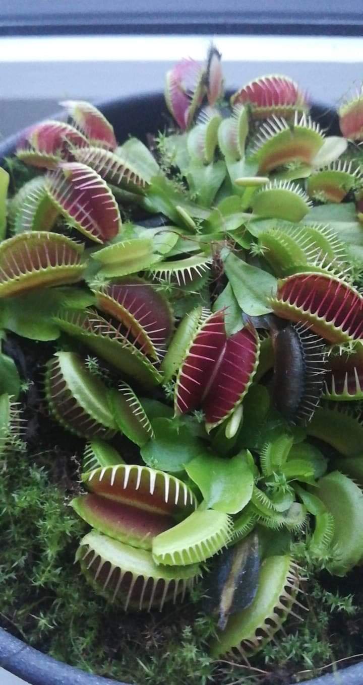 They sell Venus Fly Traps at IKEA r/mildlyinteresting