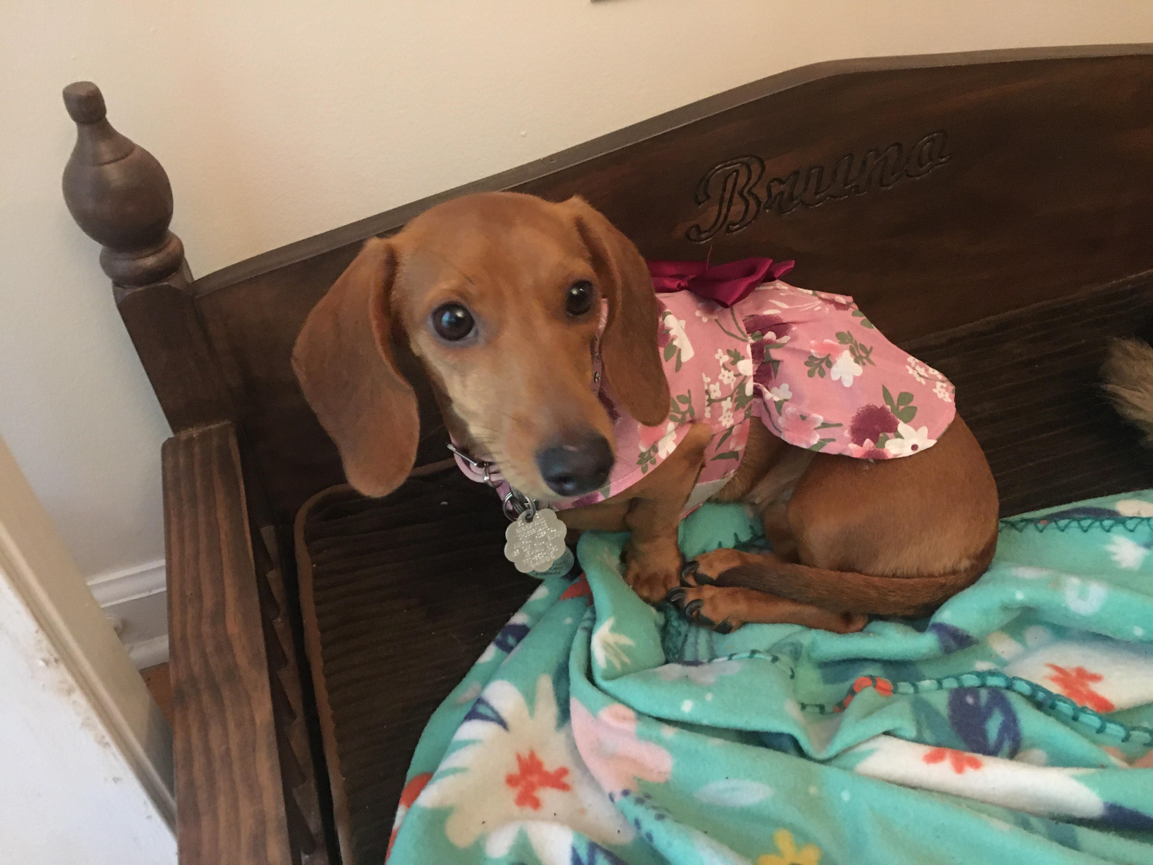 Easter dress r/Dachshund