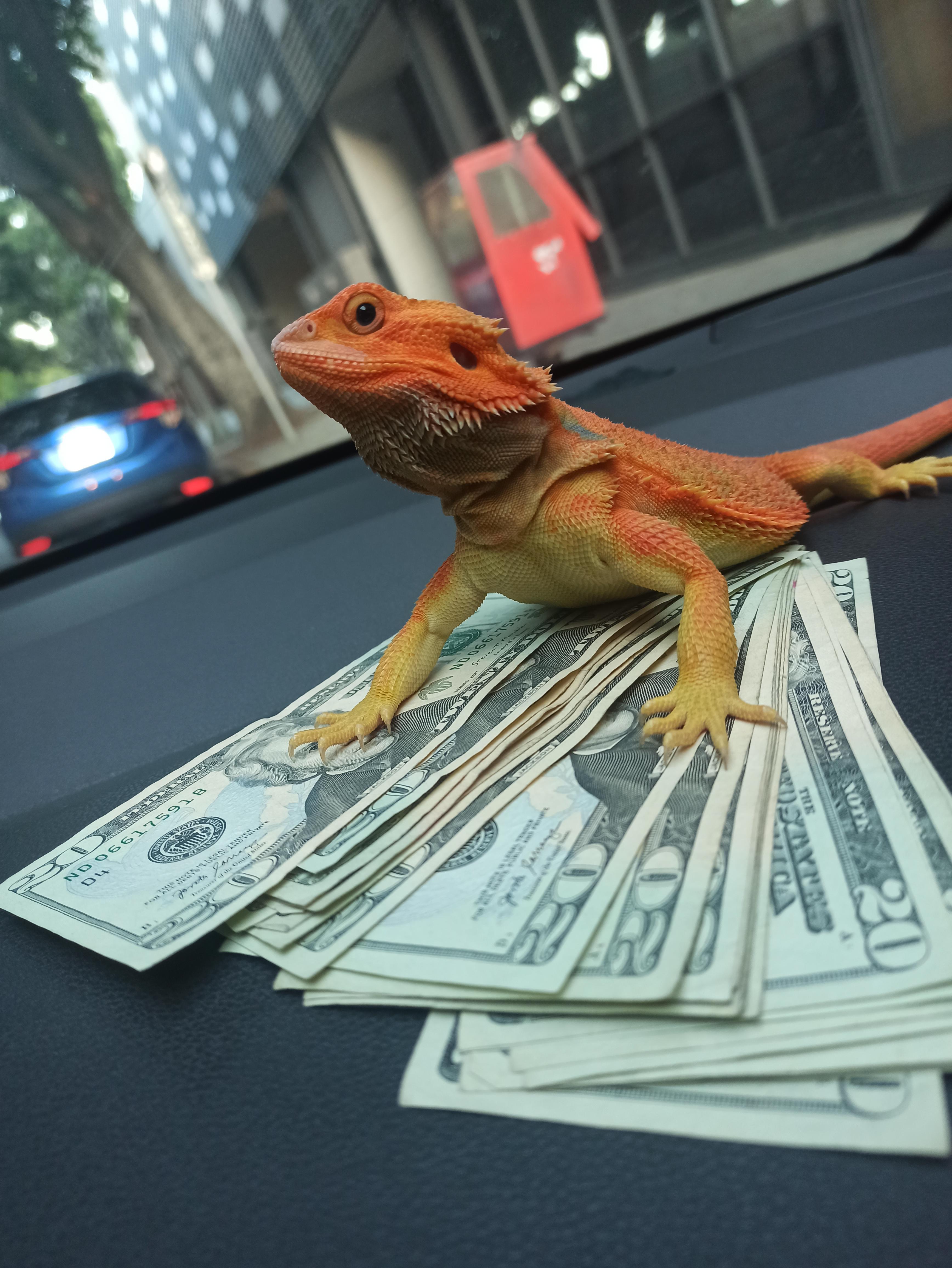 7 best u/isopod_cowboy images on Pholder Bearded Dragons