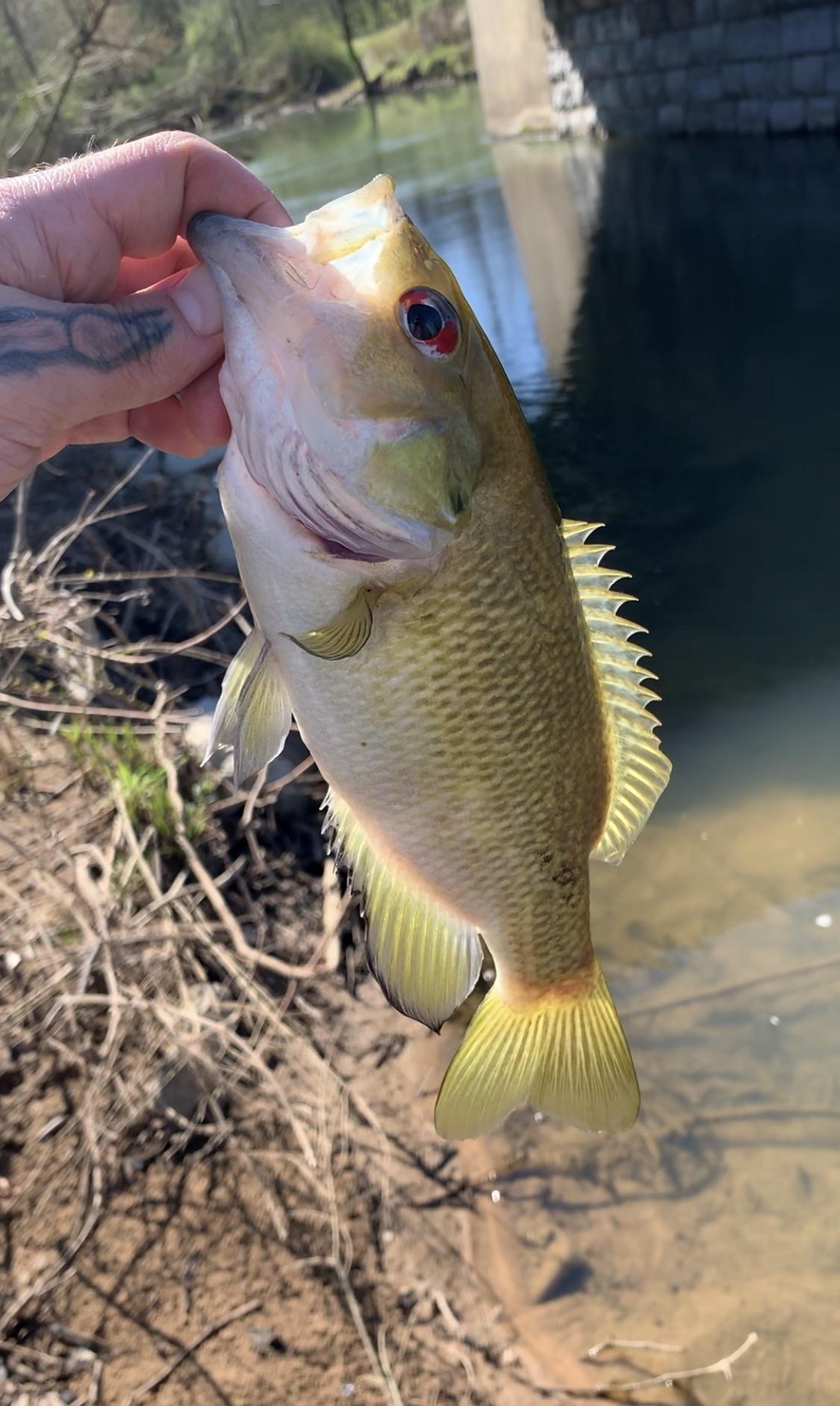 Caught my first ever rock bass this morning! r/bassfishing