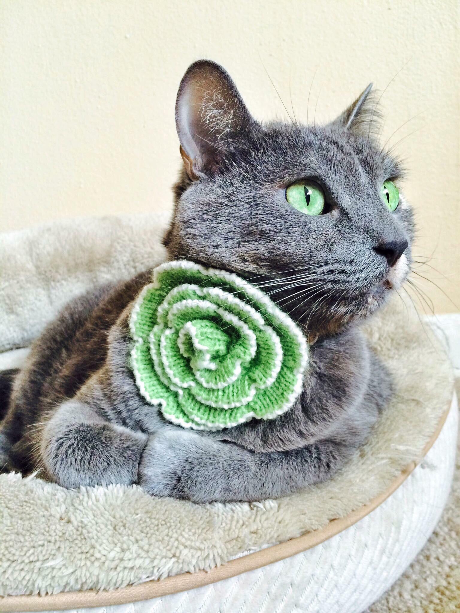 Goodbye to my beautiful green eyed girl, Daphne 8/30/03 9/1/18 r/cats