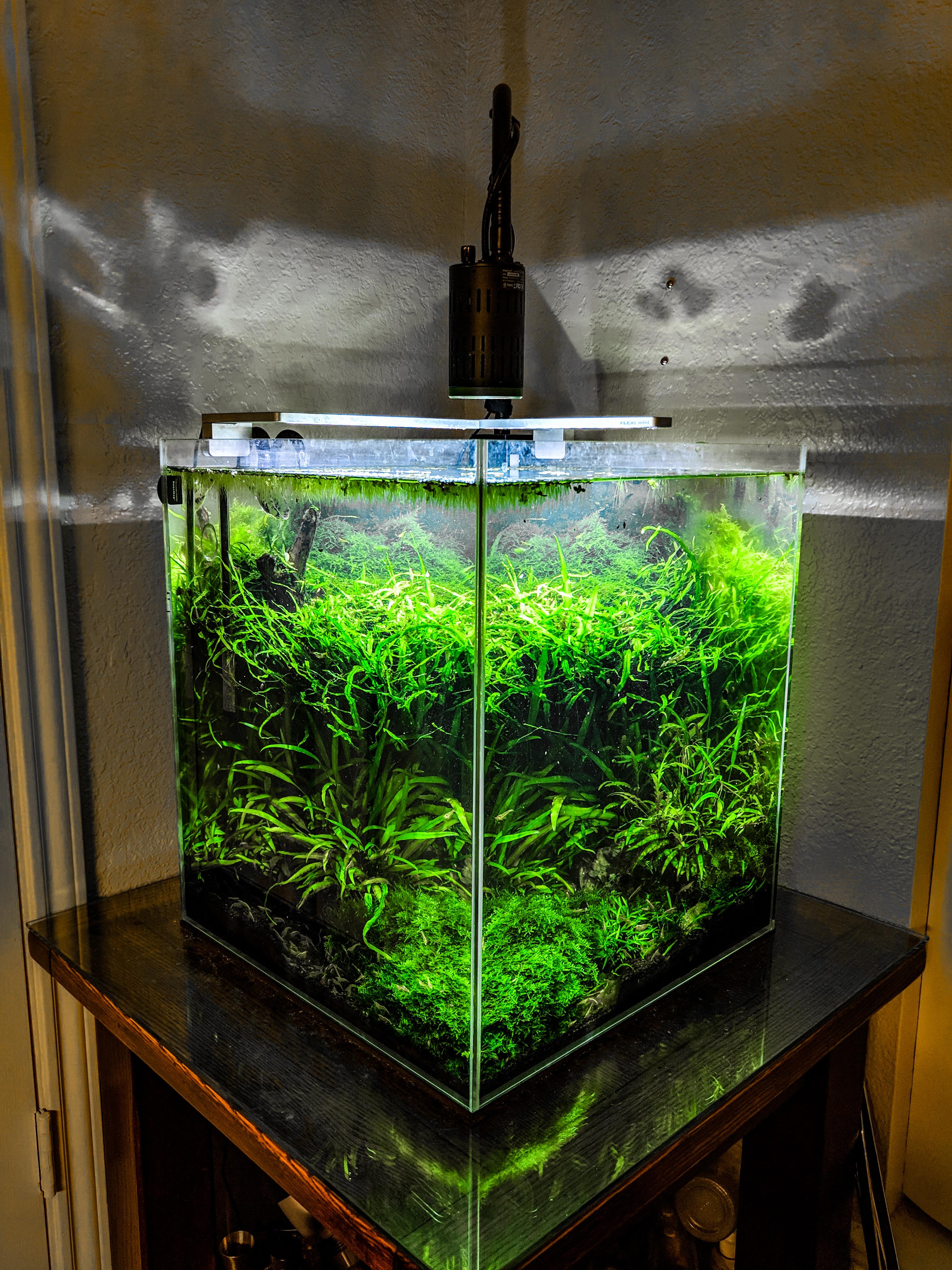 After a yearandahalf my yellow themed aquarium is doing quite well