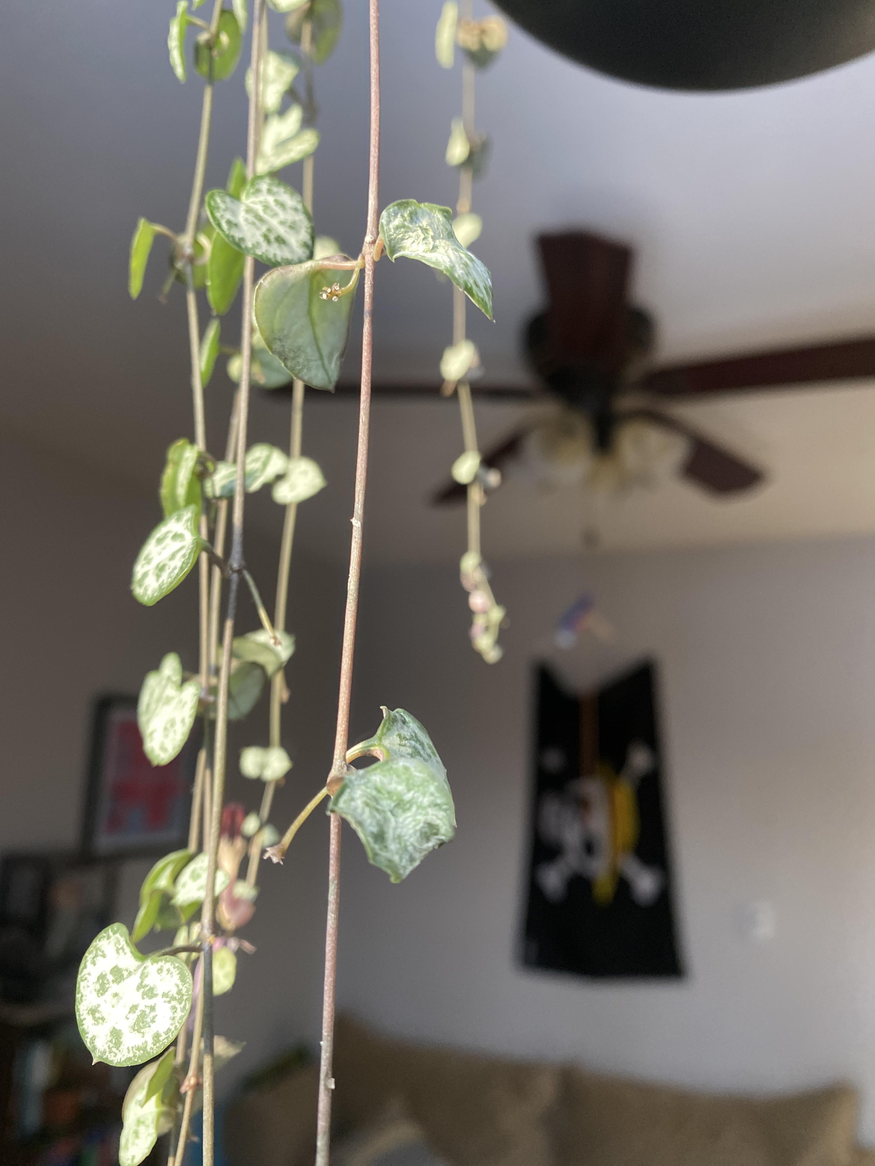String of hearts help! Randomly wilting leaves. Hanging in a W window