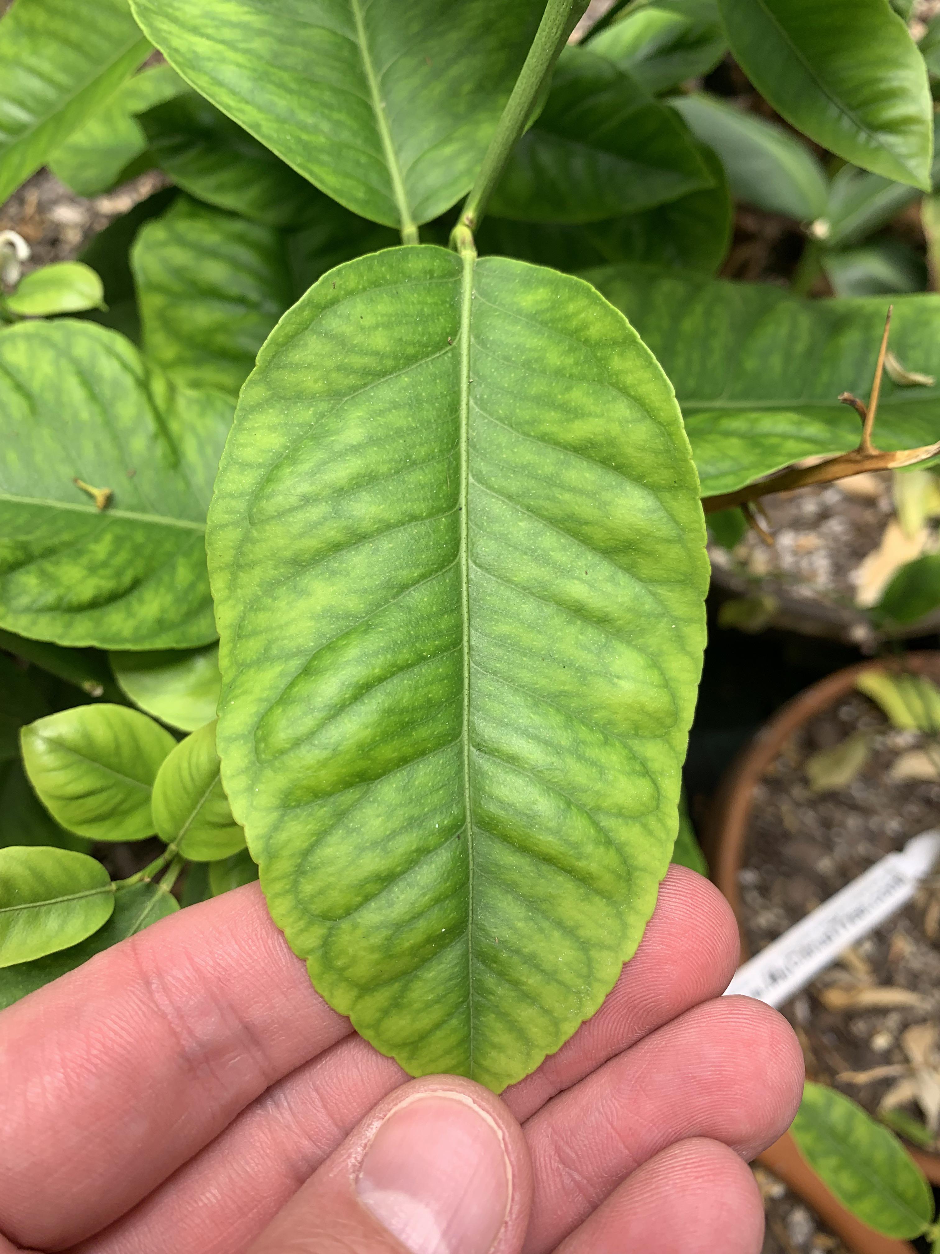 Iron deficiency on Eureka lemon tree? r/Citrus