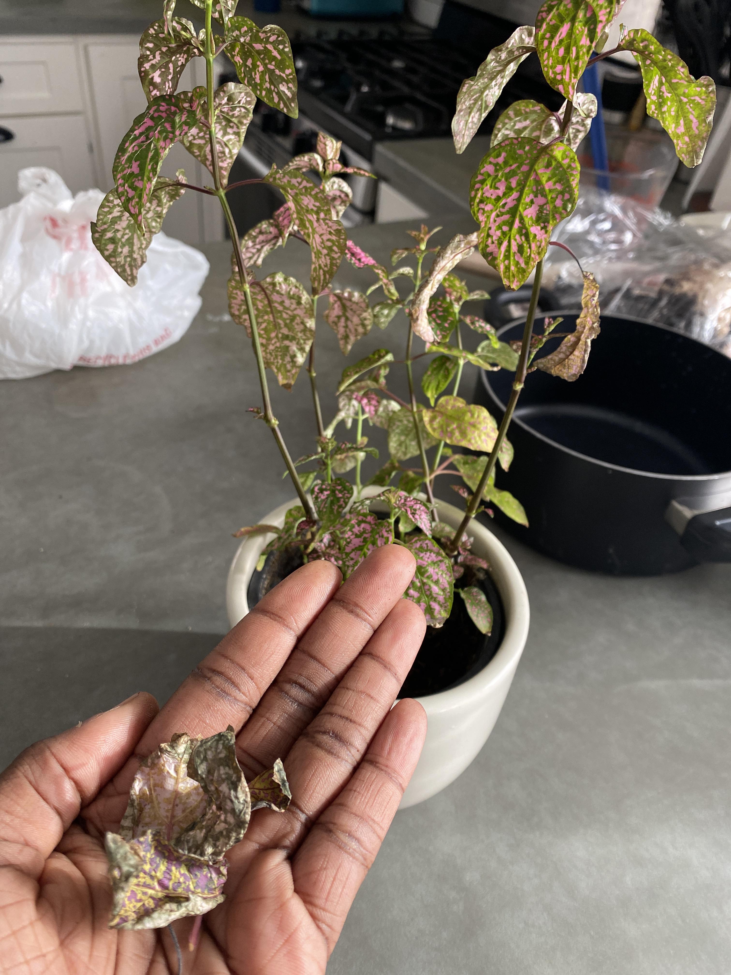 Polka dot plant is dying!! Help!! r/plantclinic