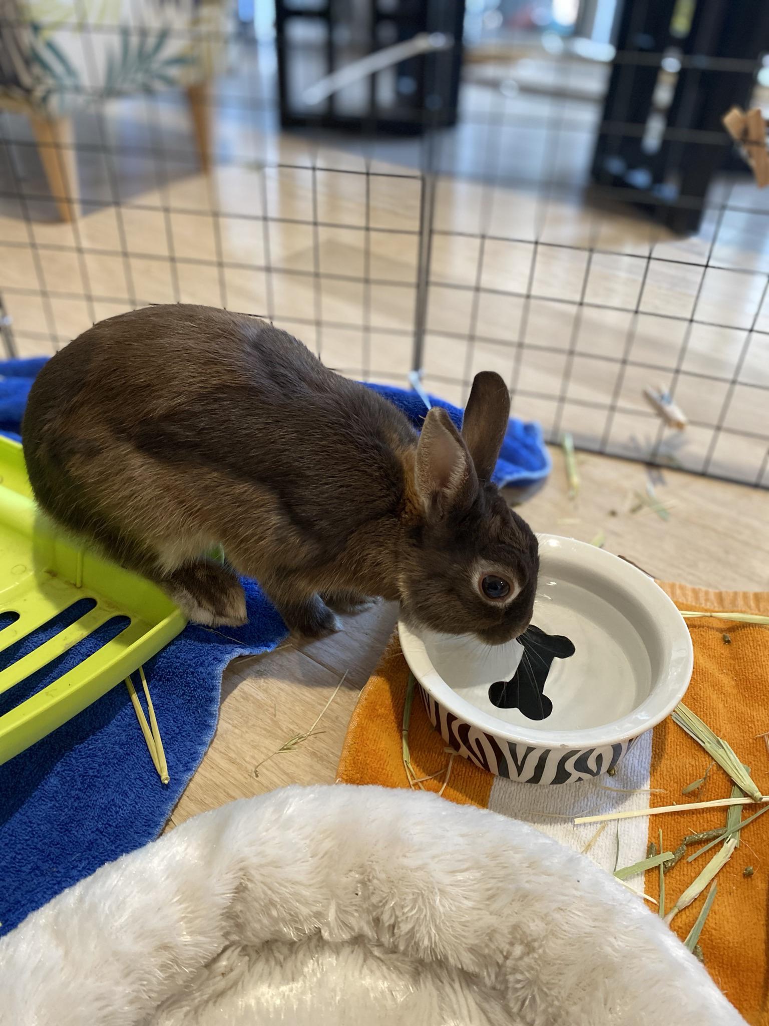 Due to lockdown shenanigans, I’ve ended up looking after this little