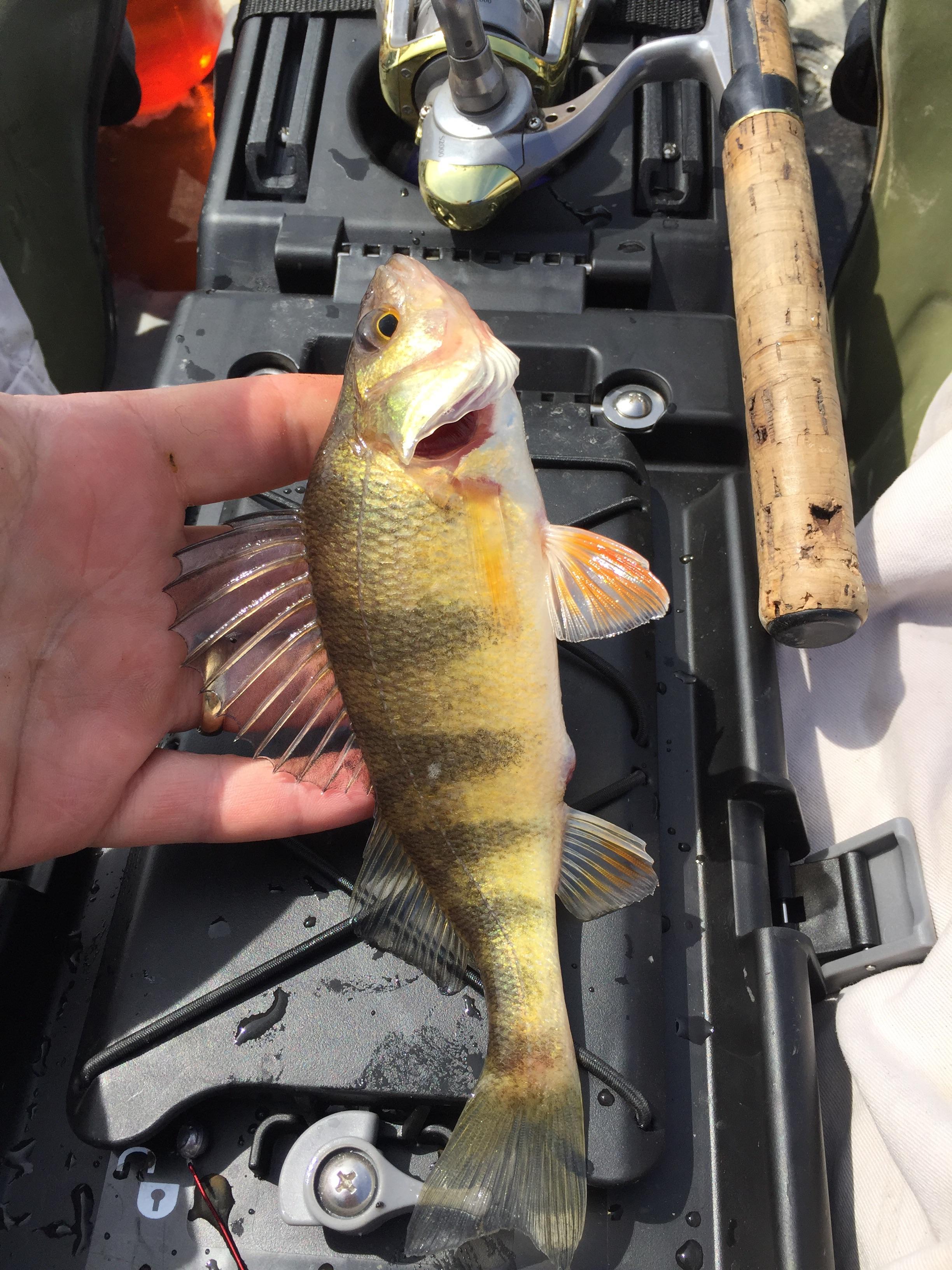 Caught a yellow perch in a small lake in west Missouri south of the Missouri River. First one in