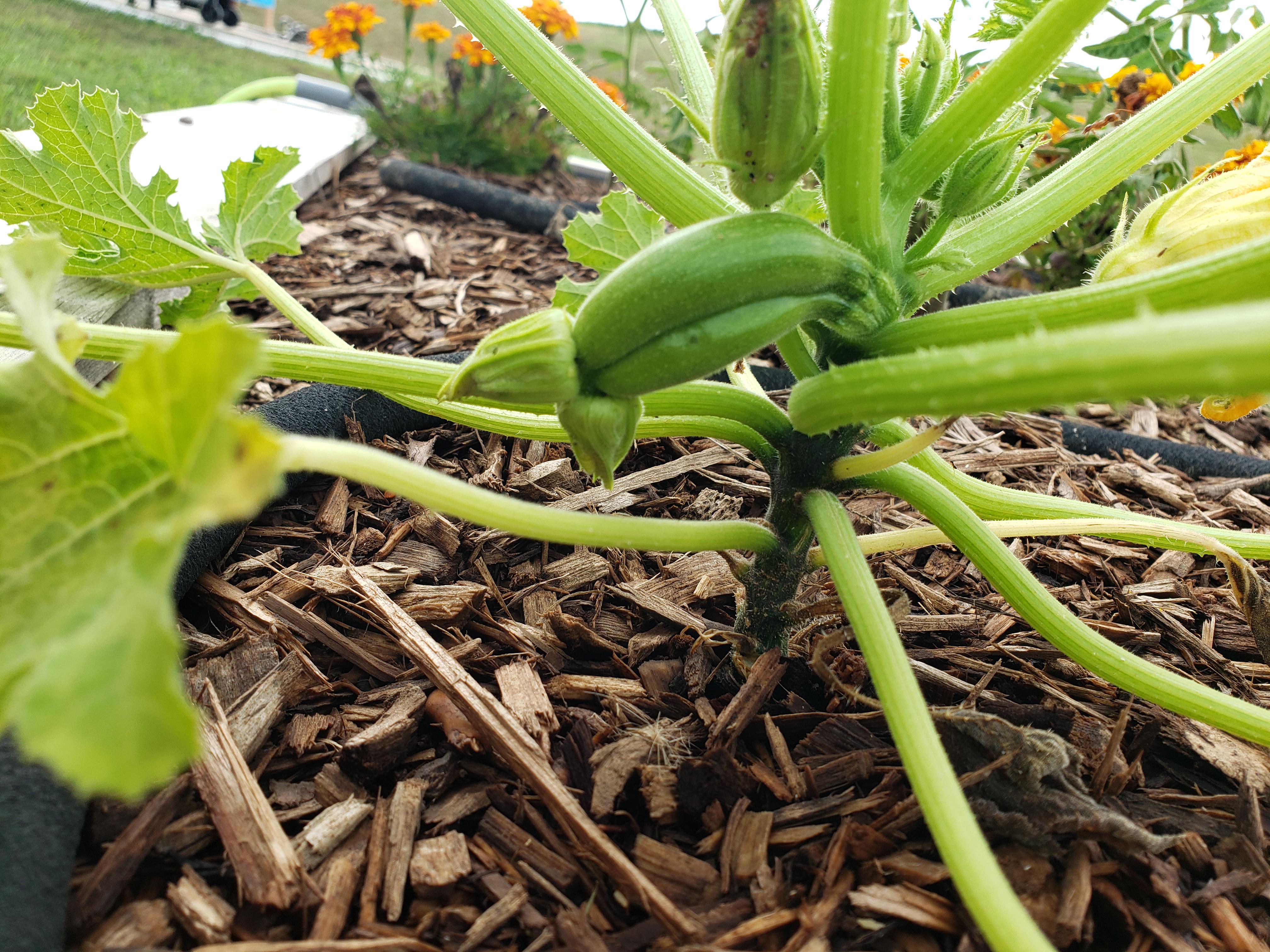 First female zucchini flower... mutated? r/vegetablegardening