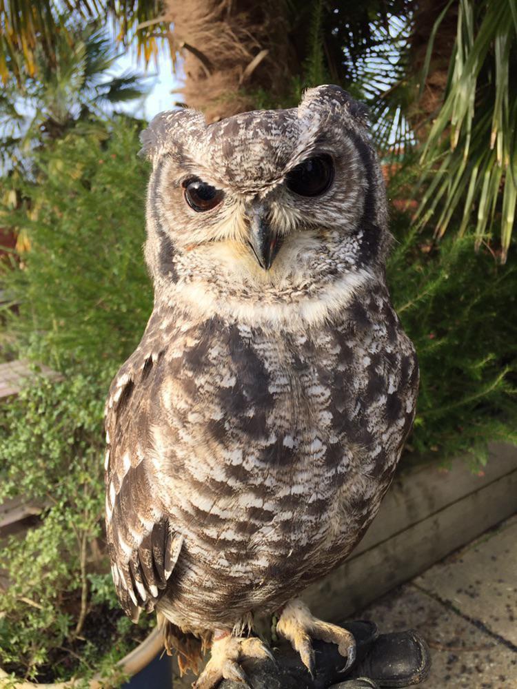 Owls are zygodactyl (which means that their feet have two forward