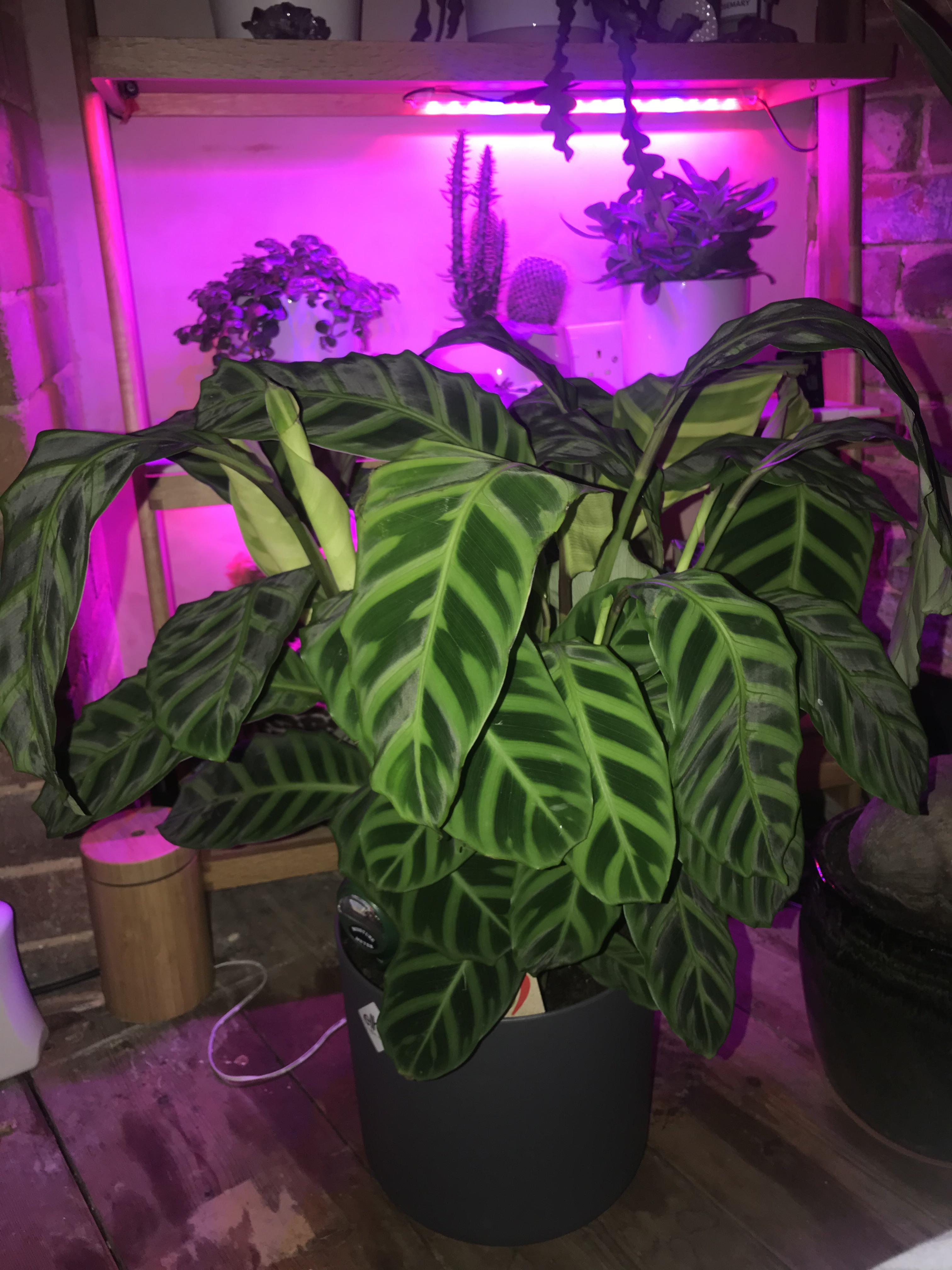 Help! Any suggestions for plant humidifiers/ do they need to have a