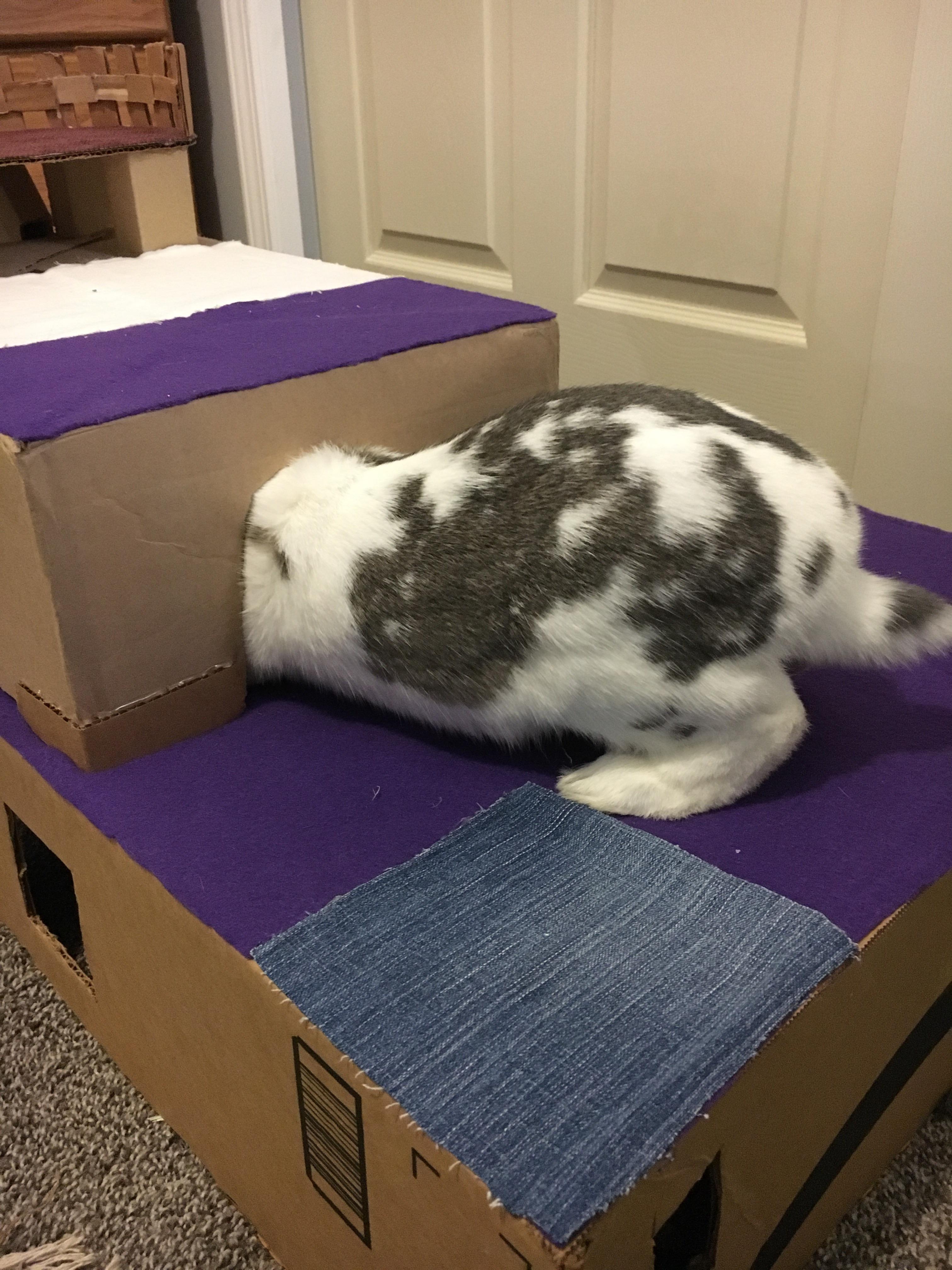 Cardboard castle! Originally was made to fit my Netherland Dwarf