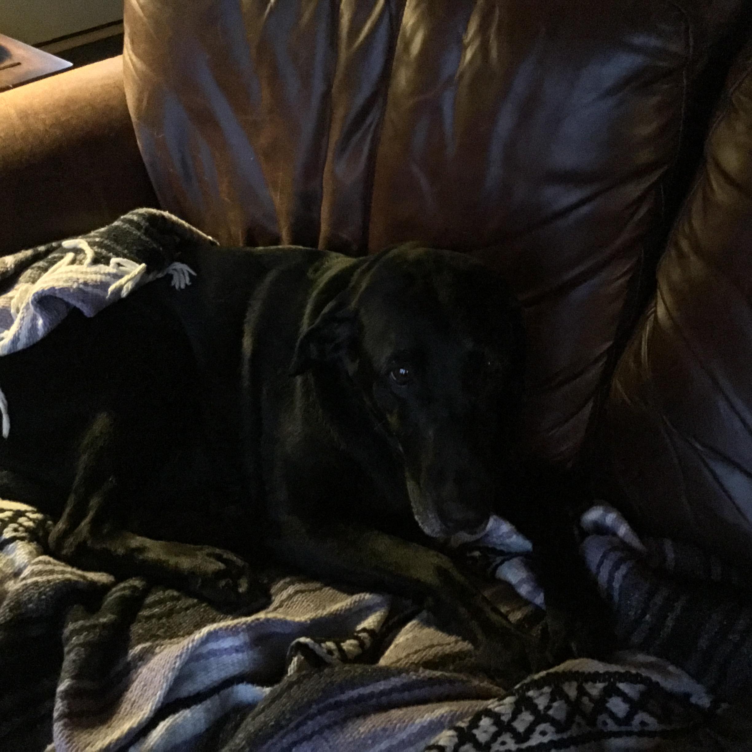 My ten year old dog r/aww