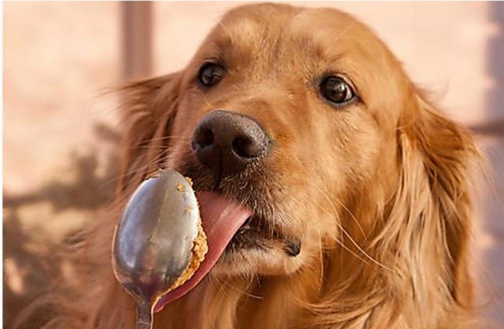If Your Dog Eats Dry Food (Do This Every Day) r/ClickbaitImages