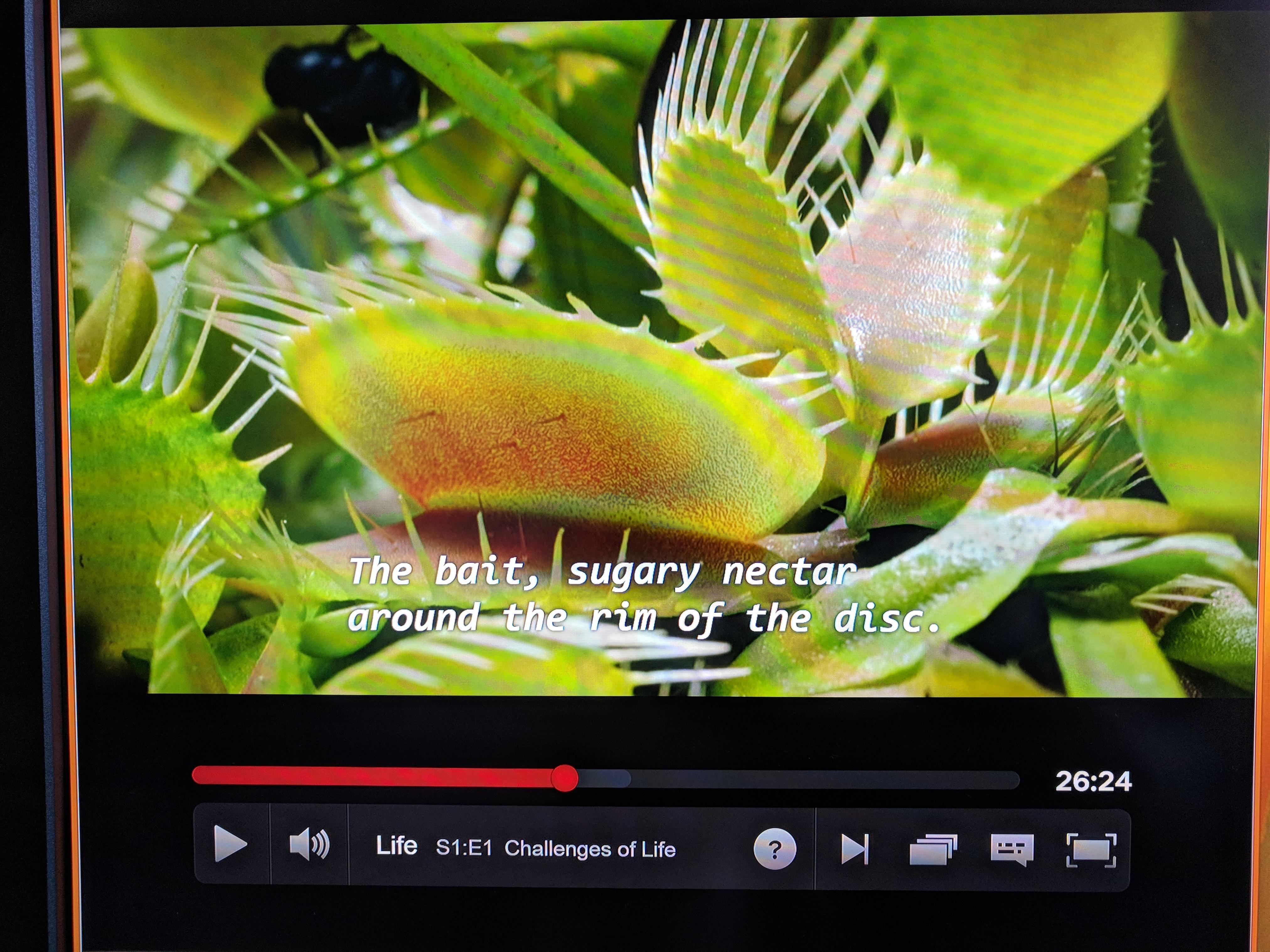 Segment on Venus fly traps seen on Netflix "Life" r/SavageGarden