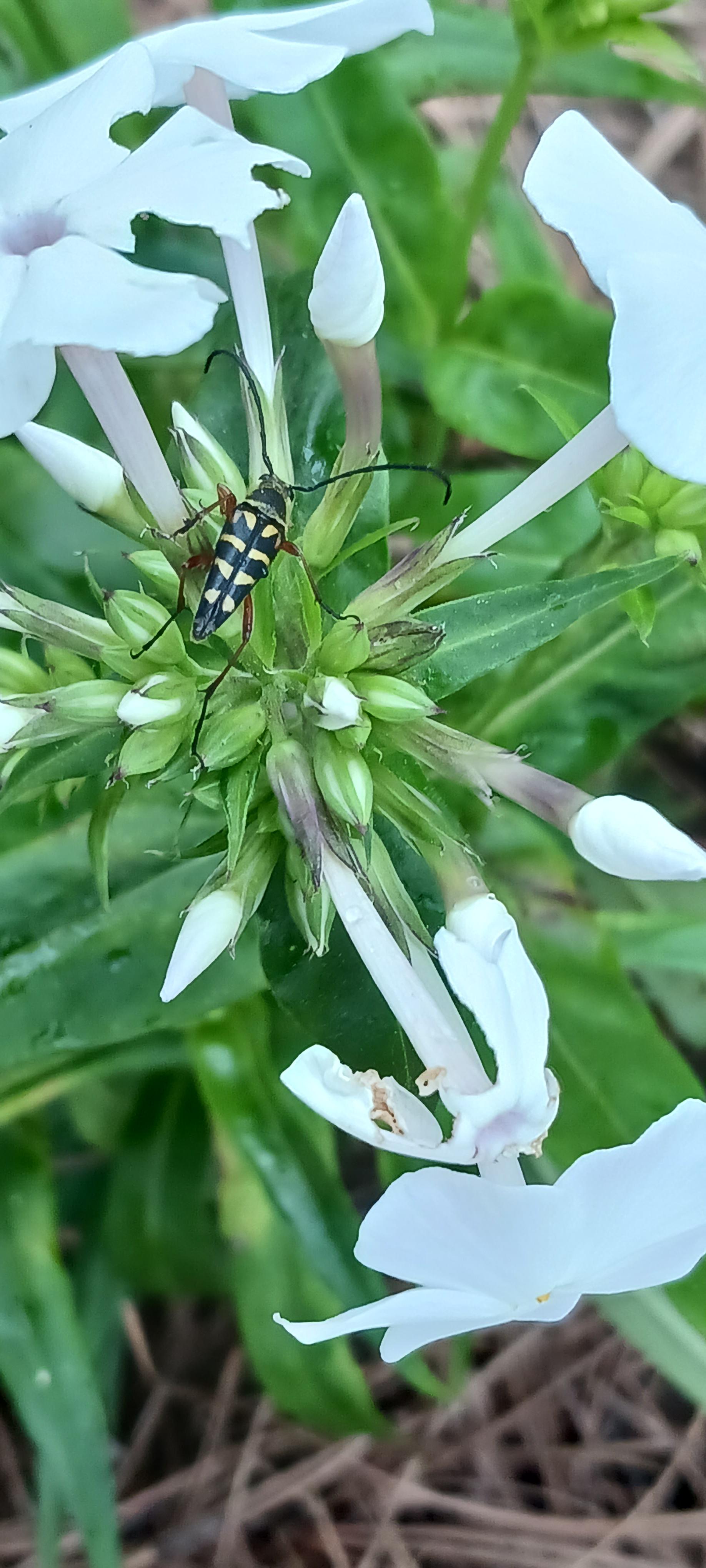 Right before the rain r/gardening