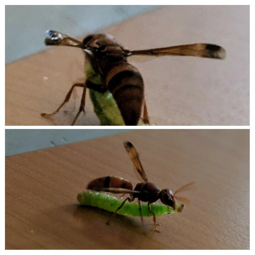 Wasp eating a live caterpillar r/natureismetal