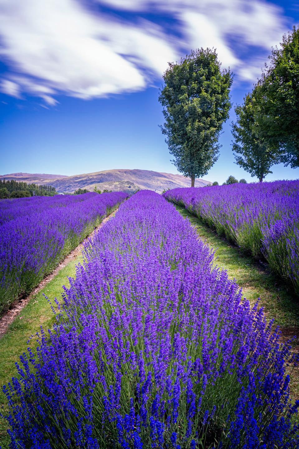 Lavender Fields New Zealand. r/LandscapePhotography