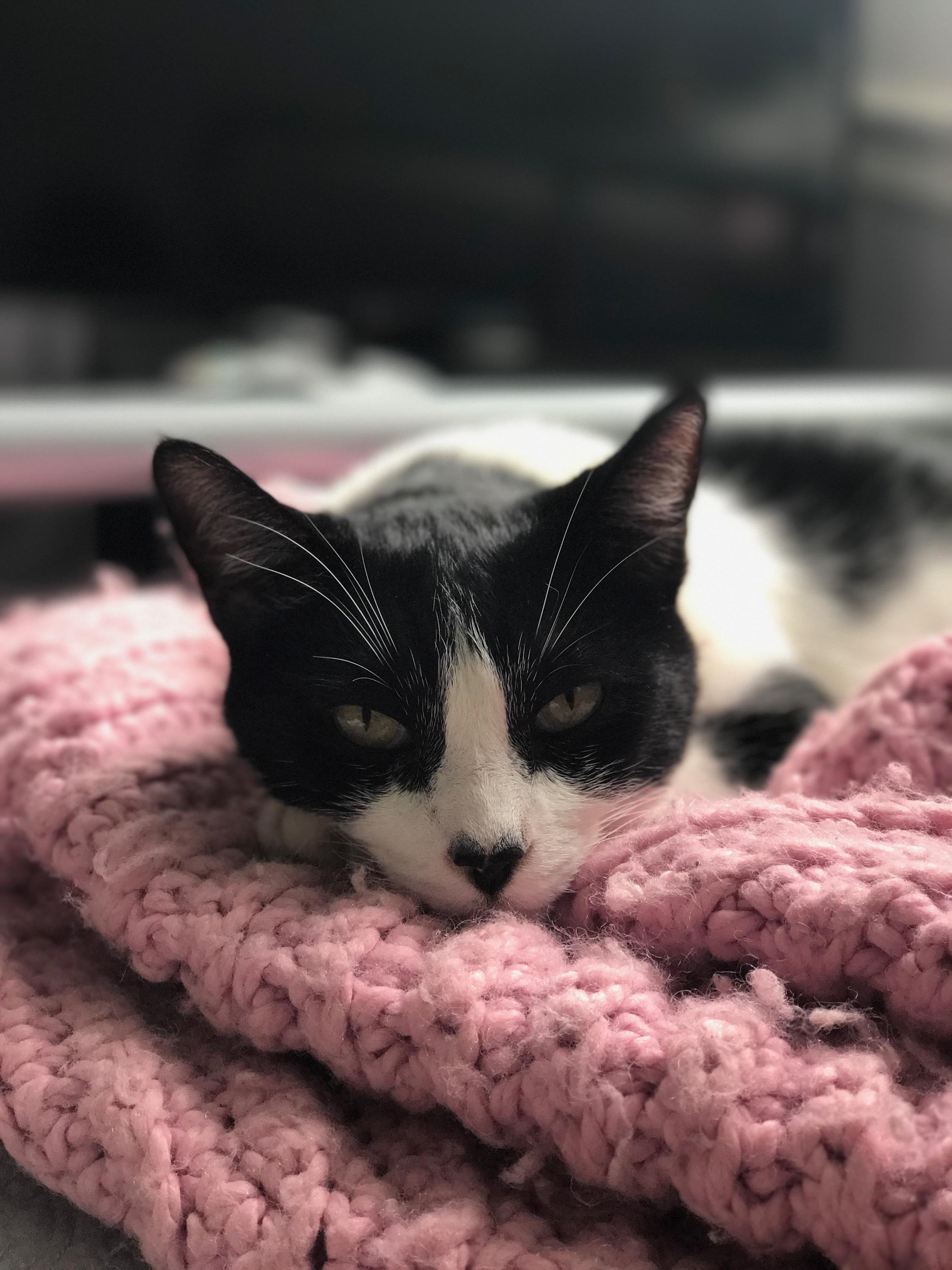 My girlfriends cat loves this pink blanket r/aww