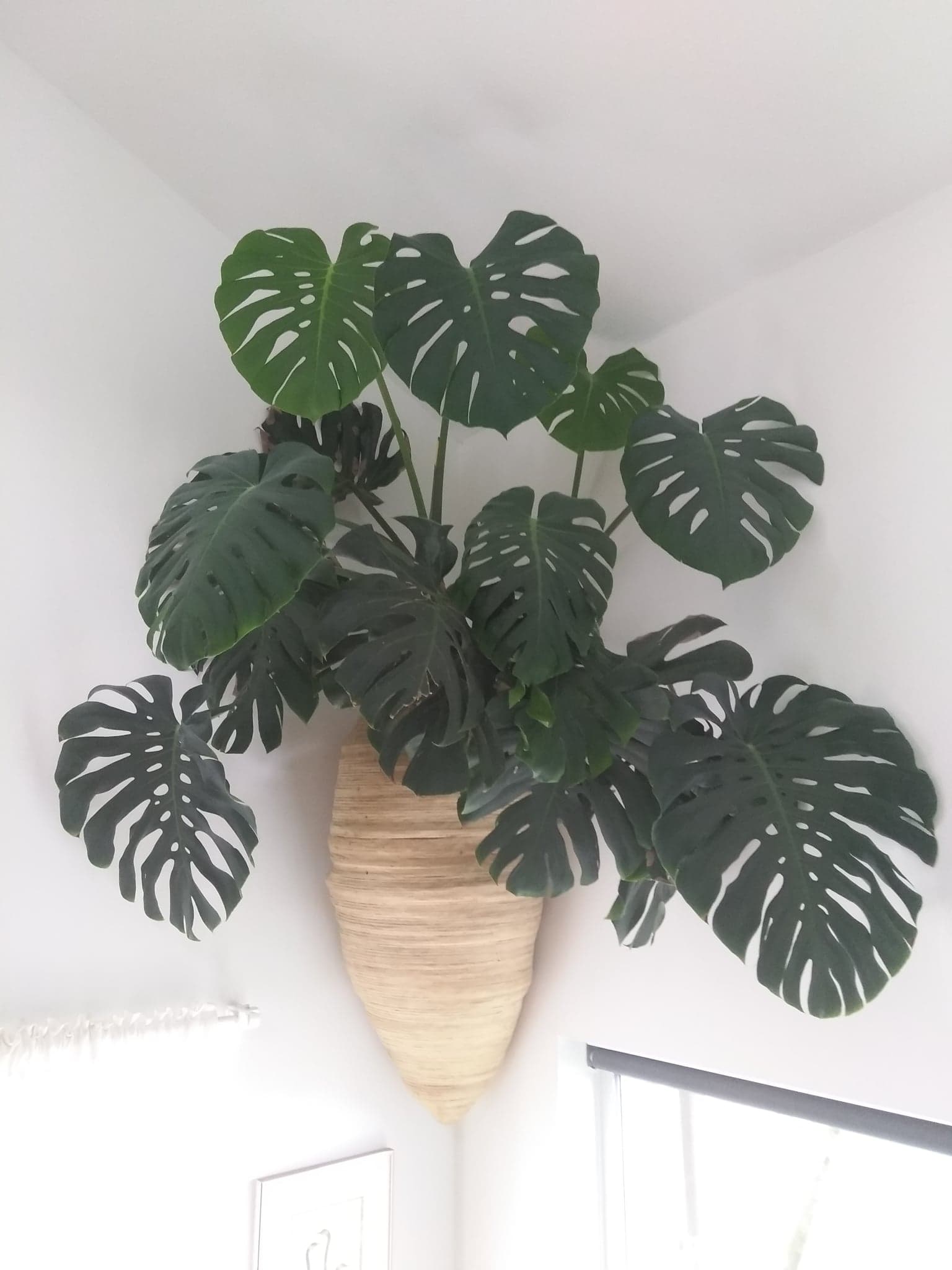 My Monstera has its own custom wallmounted planter r/Monstera