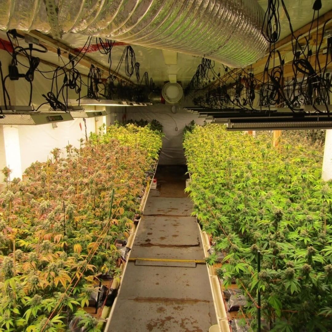 Autoflowers under these lights grow healthy. Looking forward to