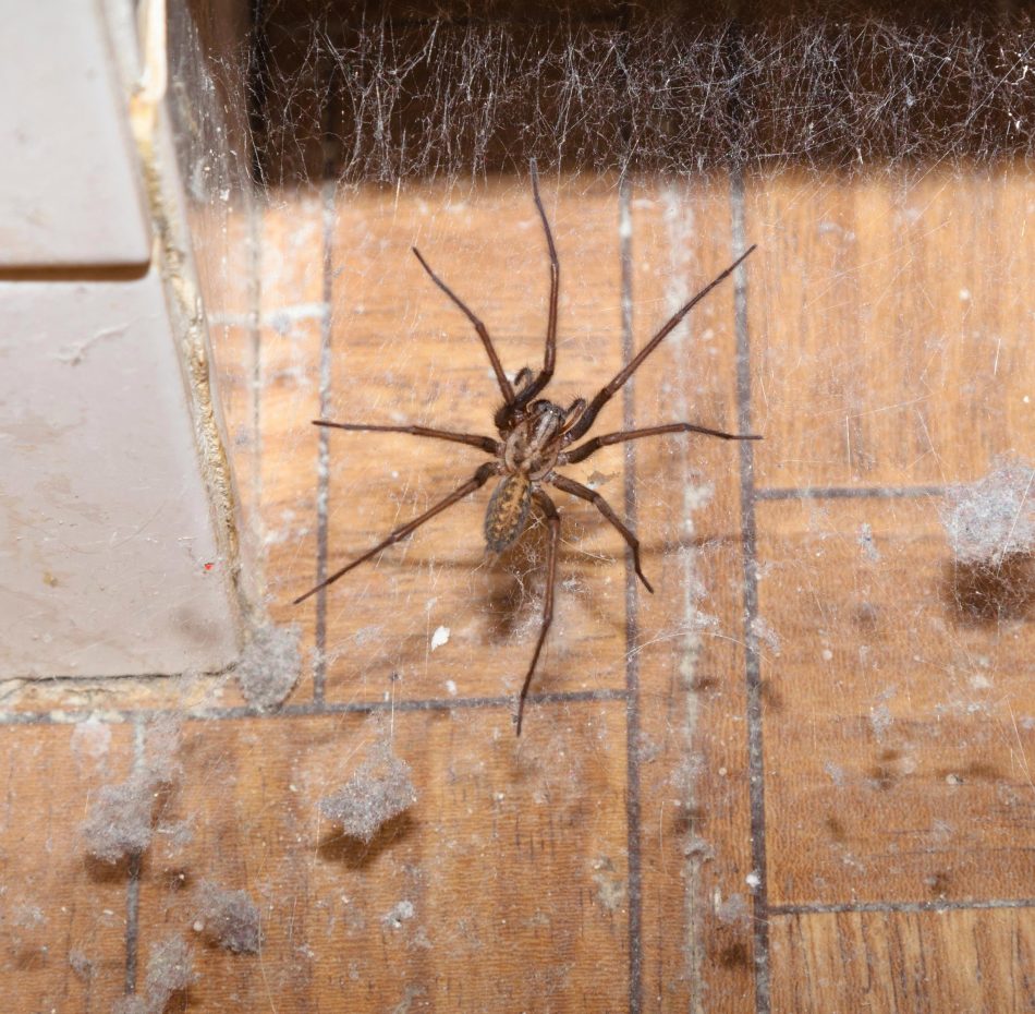 Giant house spiders are set to invade the cosy corners of British homes
