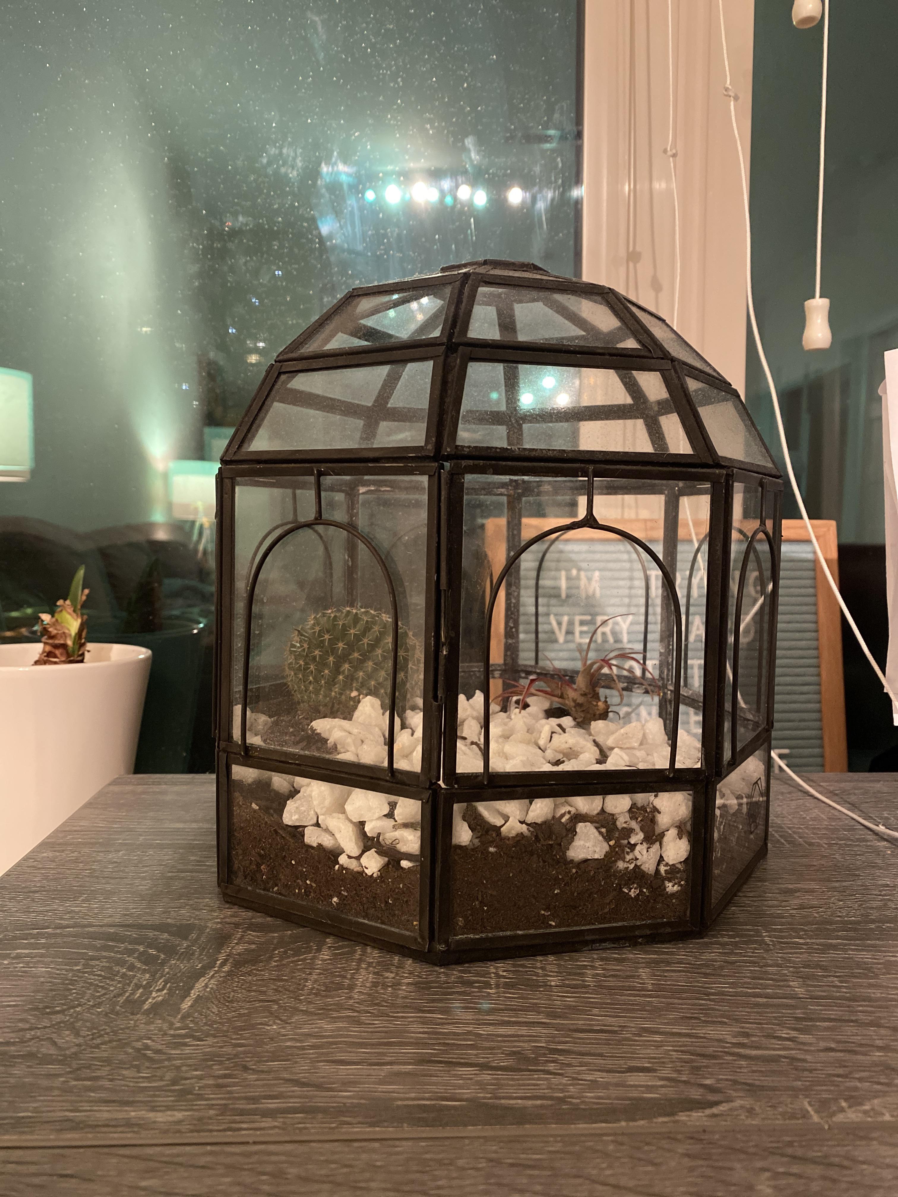 Where can I buy closed terrarium plants? I already killed everything in