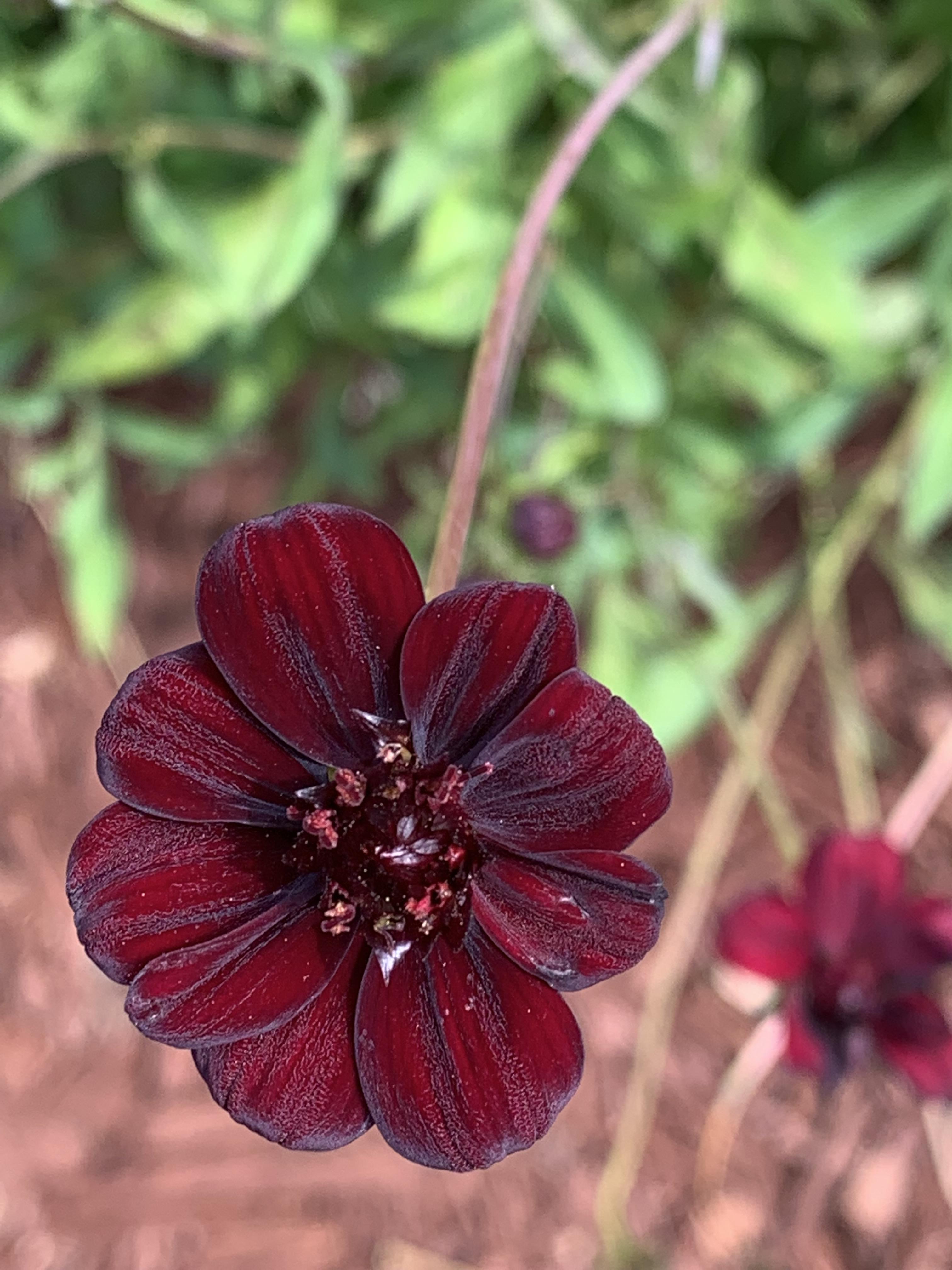 Chocolate cosmos. Smells like chocolate. r/PlantGoths
