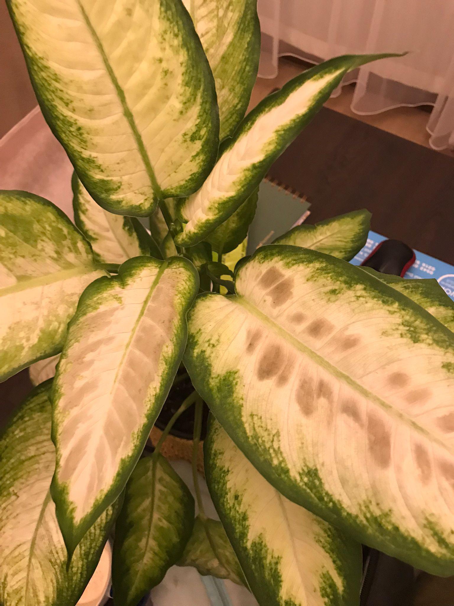 what is happening to my friends dieffenbachia? this brown areas is thin