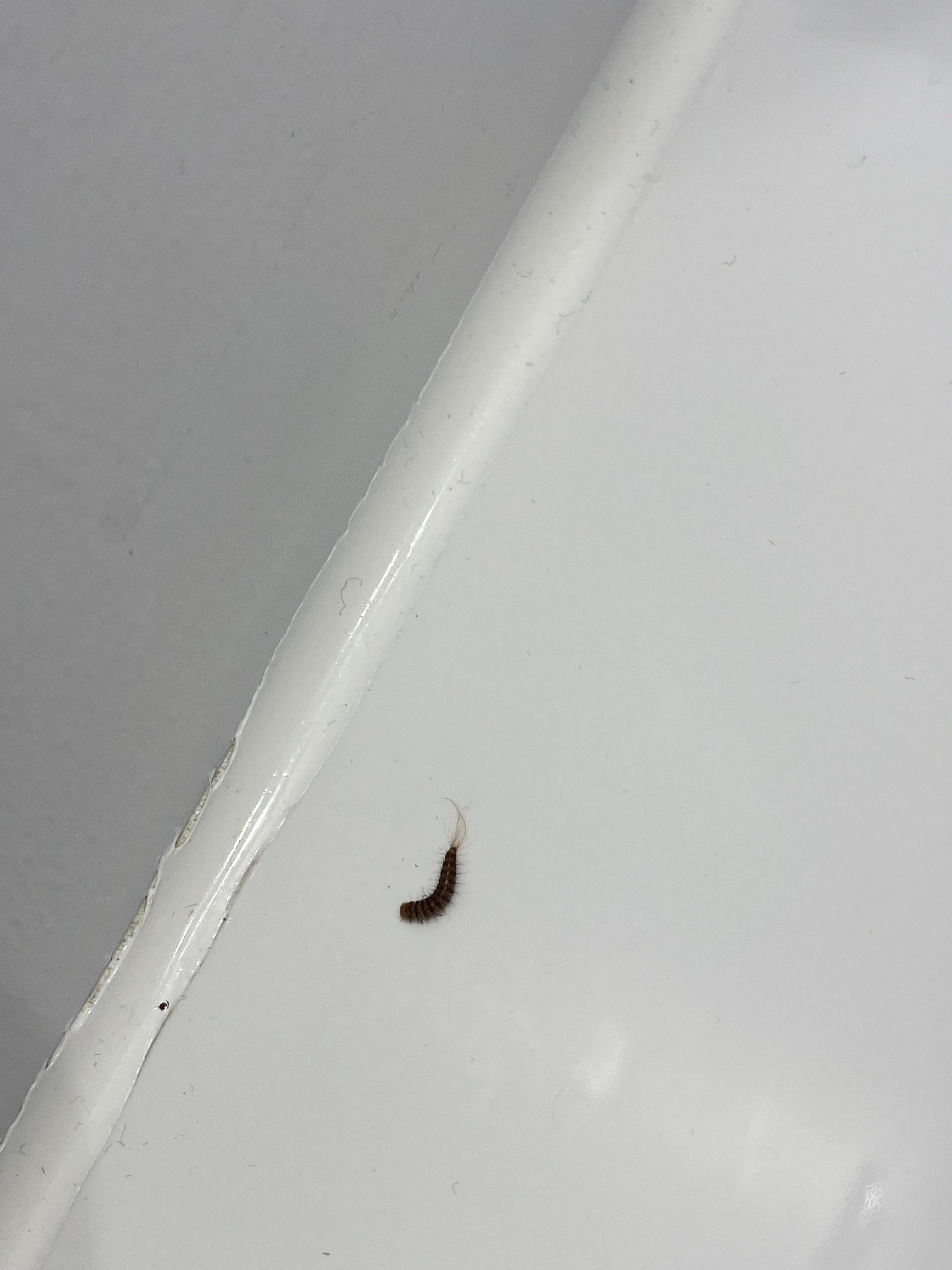 Can someone help me identify this fella? We found one buddy in our