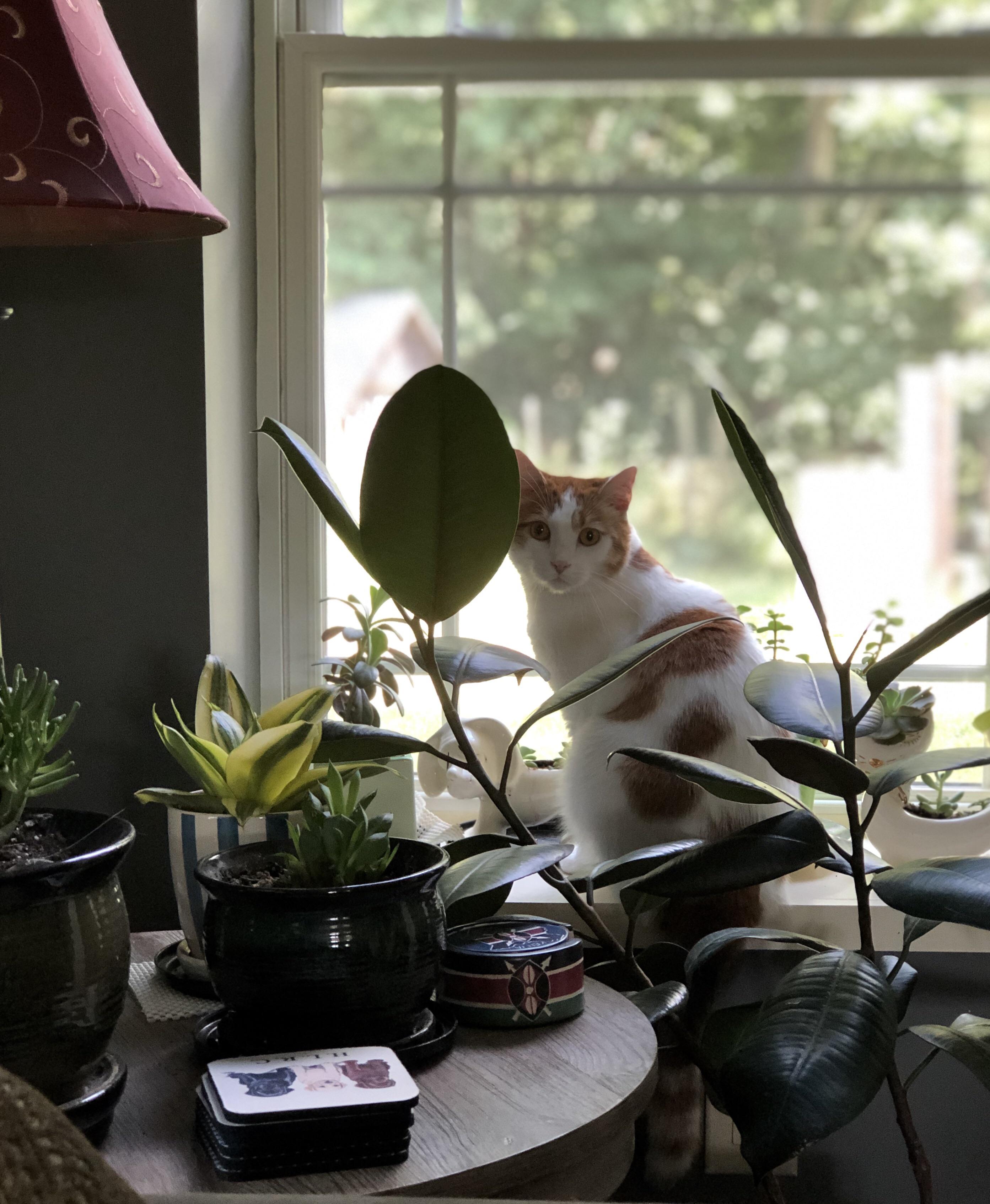 Jungle cat cats