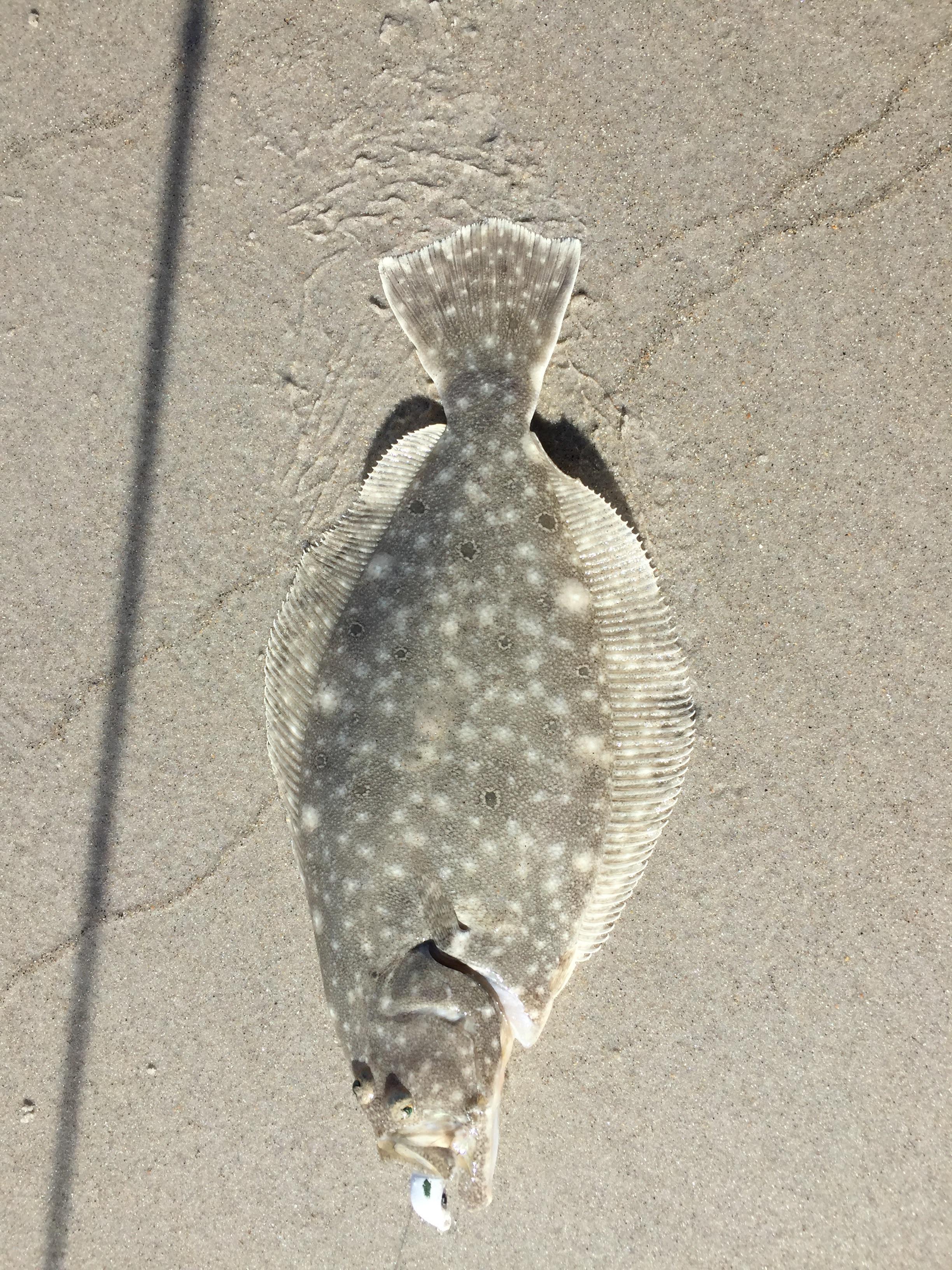Flounder on gulp Topsail island r/Fishing