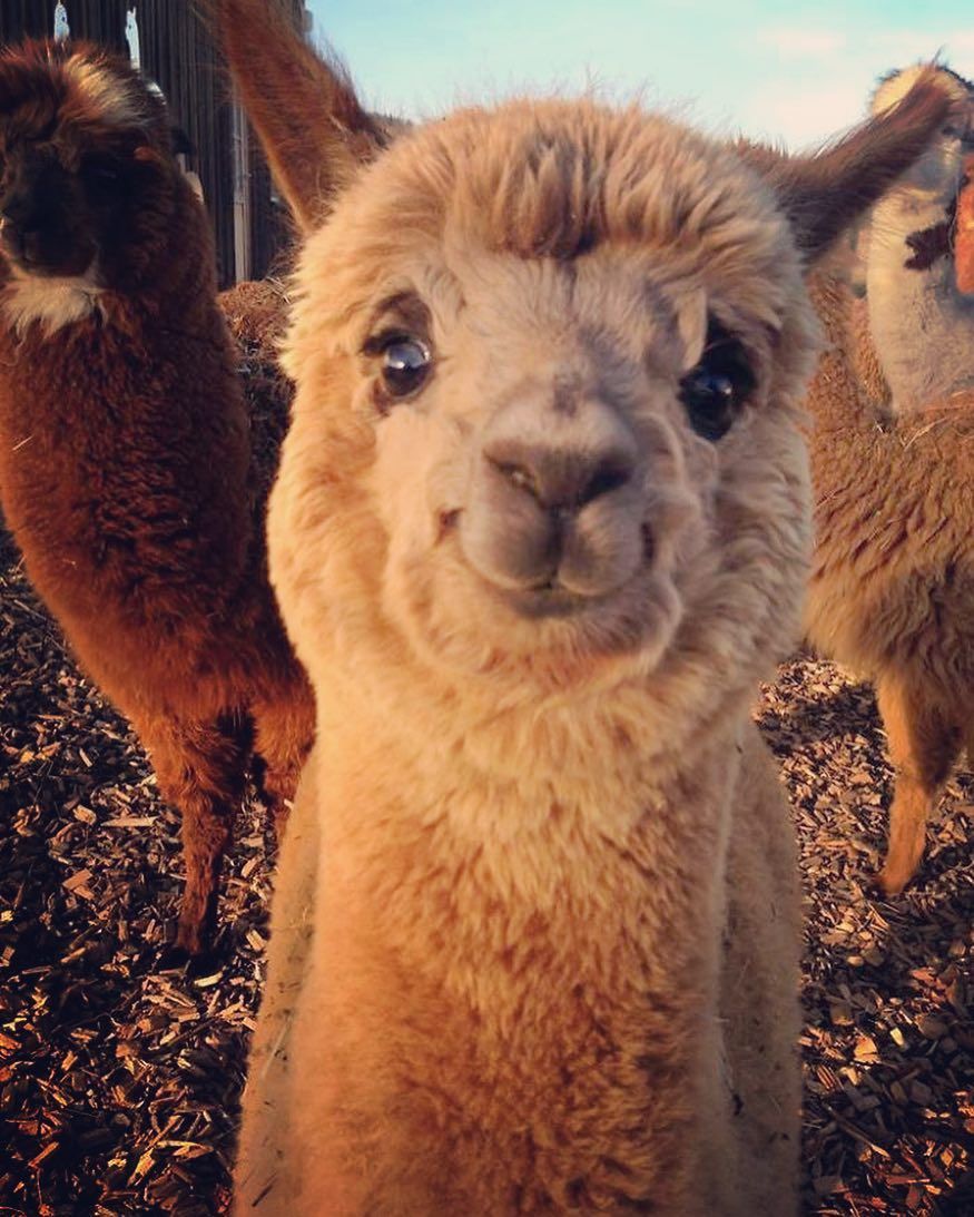 I love how happy alpacas always look Eyebleach