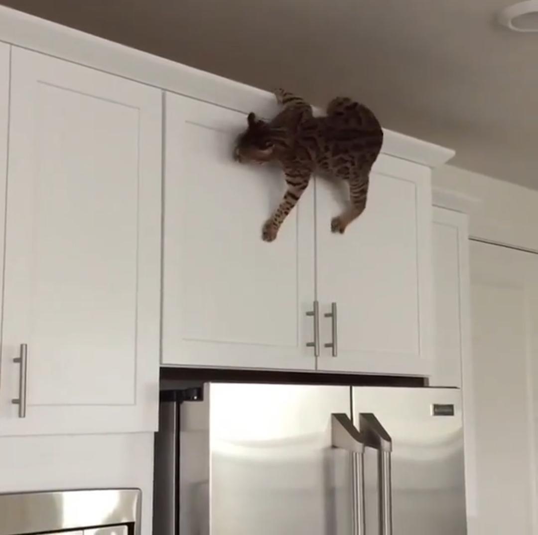 Some cats, who grown up with spiders, learn to crawl on walls r