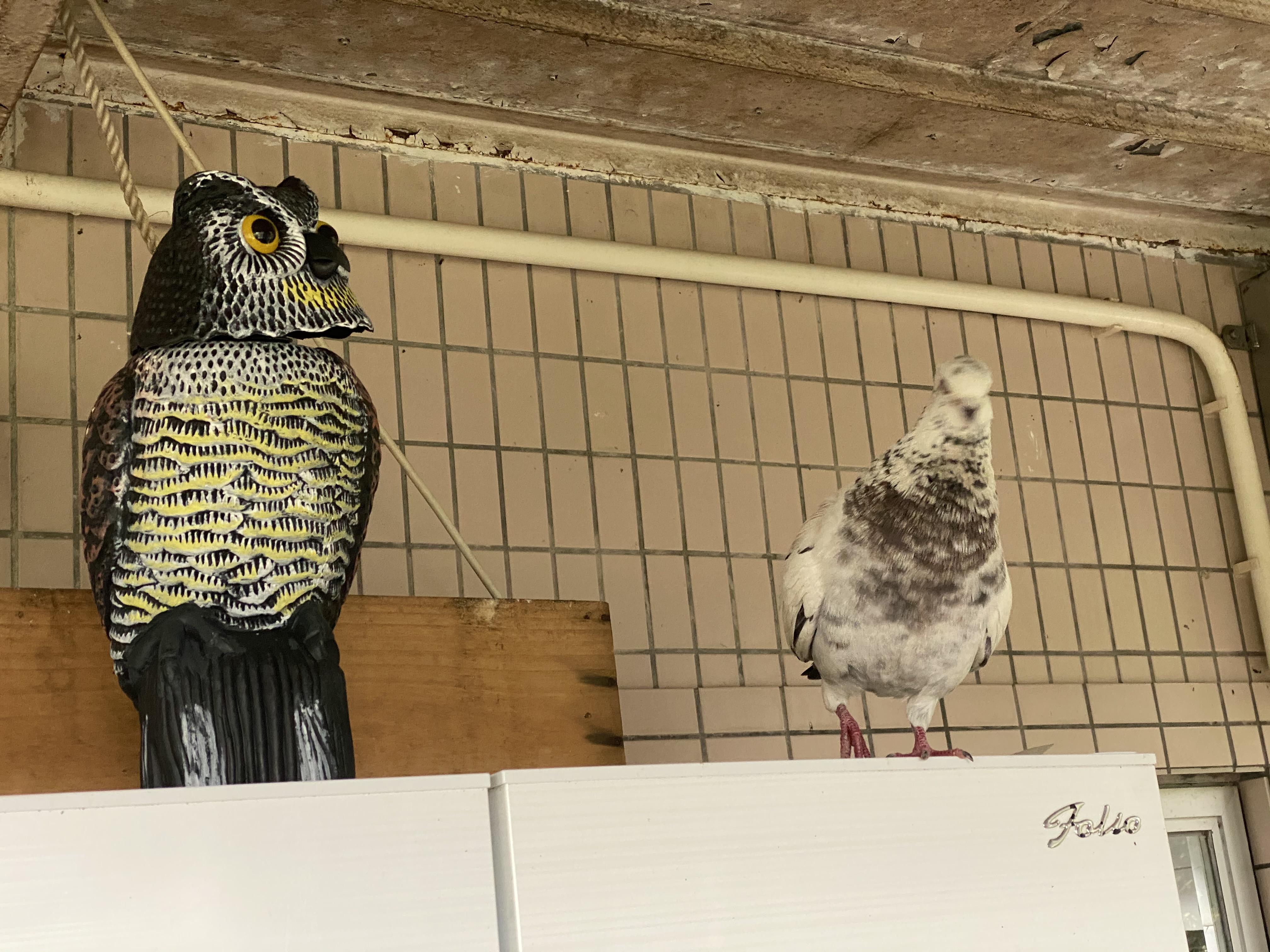 My scarepigeon fake owl, guaranteed to keep pigeons away... I guess
