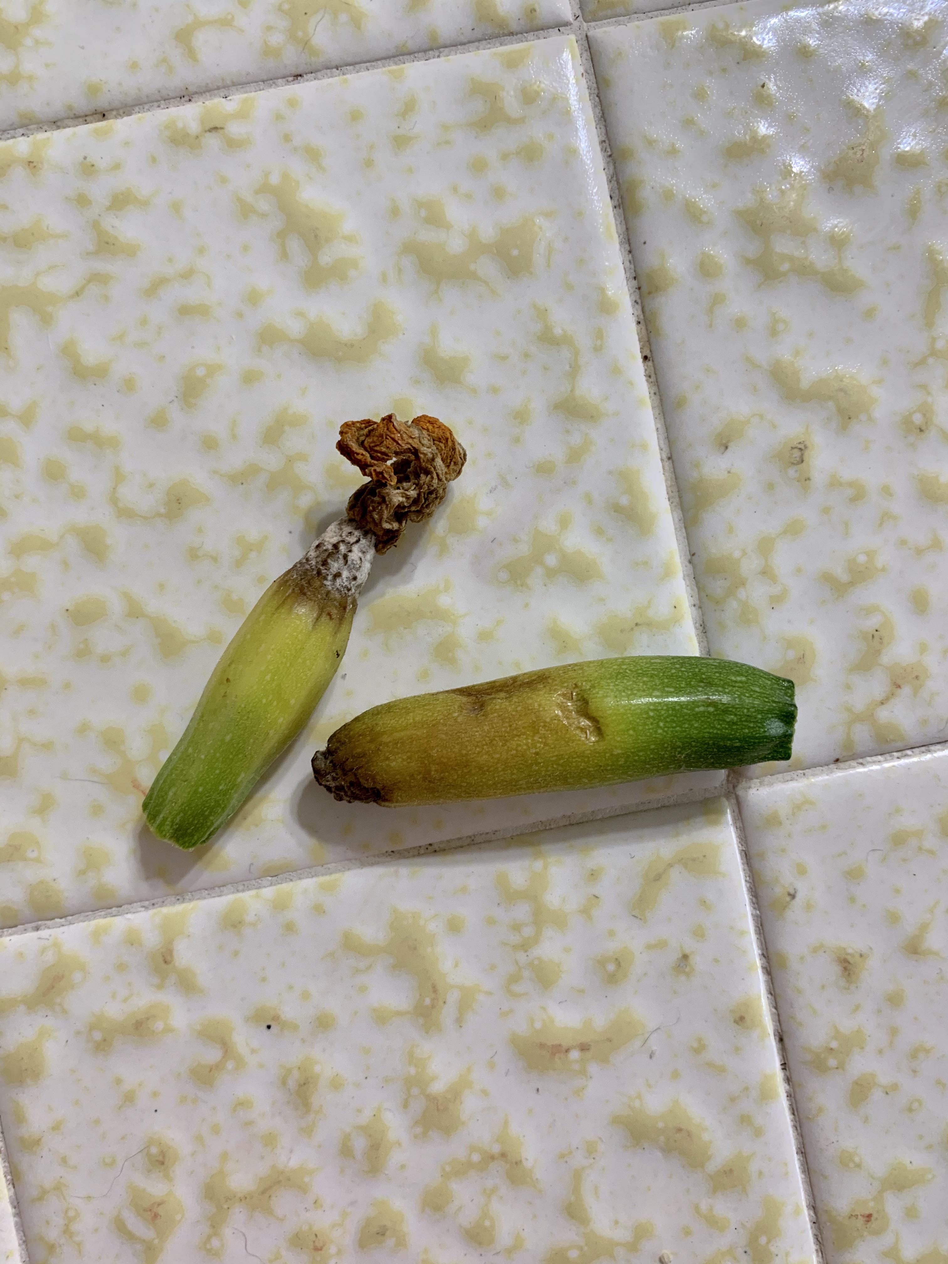 Help with my zucchini!!! Anyone know why my fruit is turning yellow and