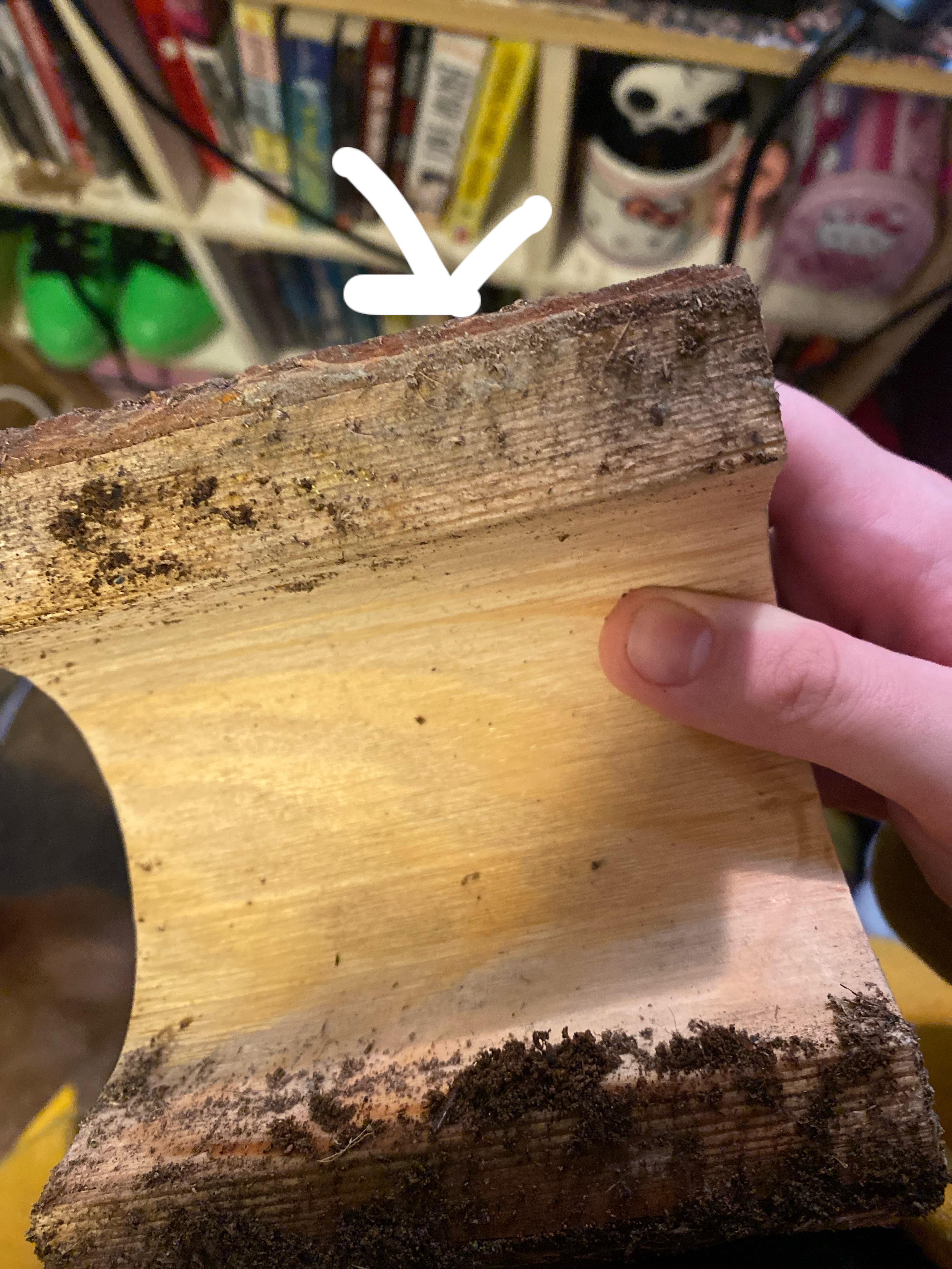 frogs wood hide got moldy! enclosure is bioactive, should i wash the
