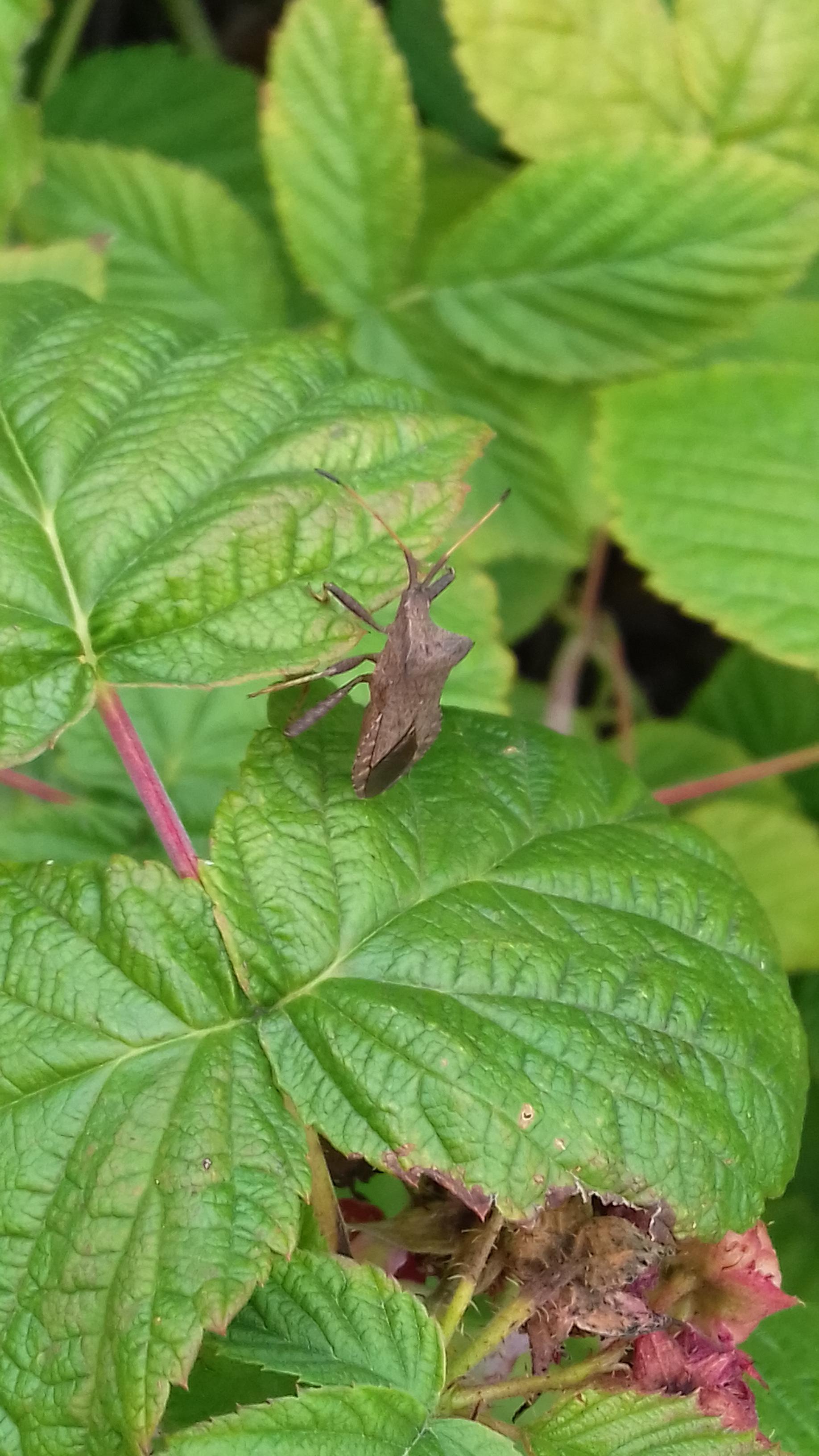 (Cologne,Germany) what are these Bugs on my Raspberries? r/whatsthisbug