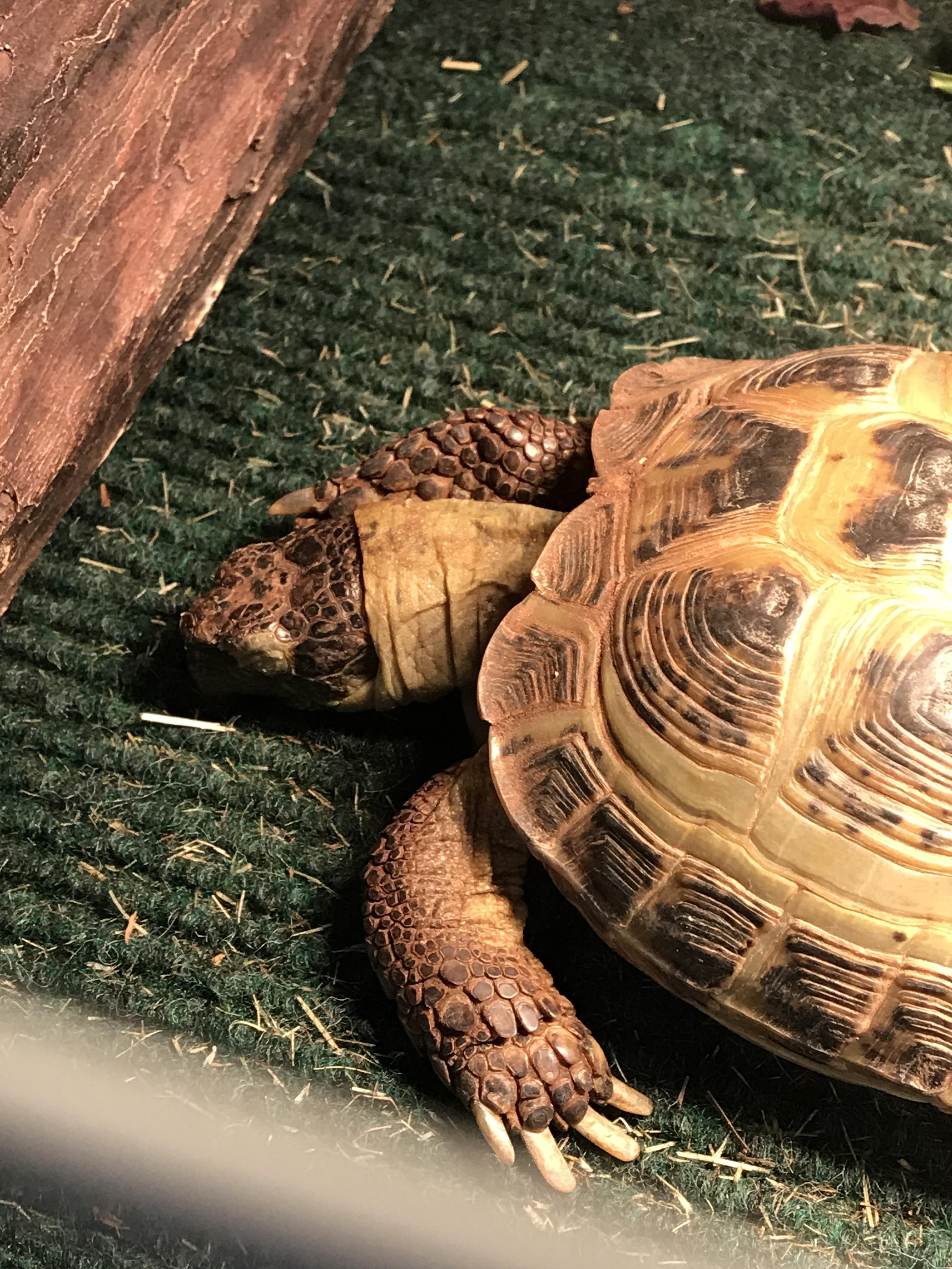 Vlad taking a nap r/tortoise
