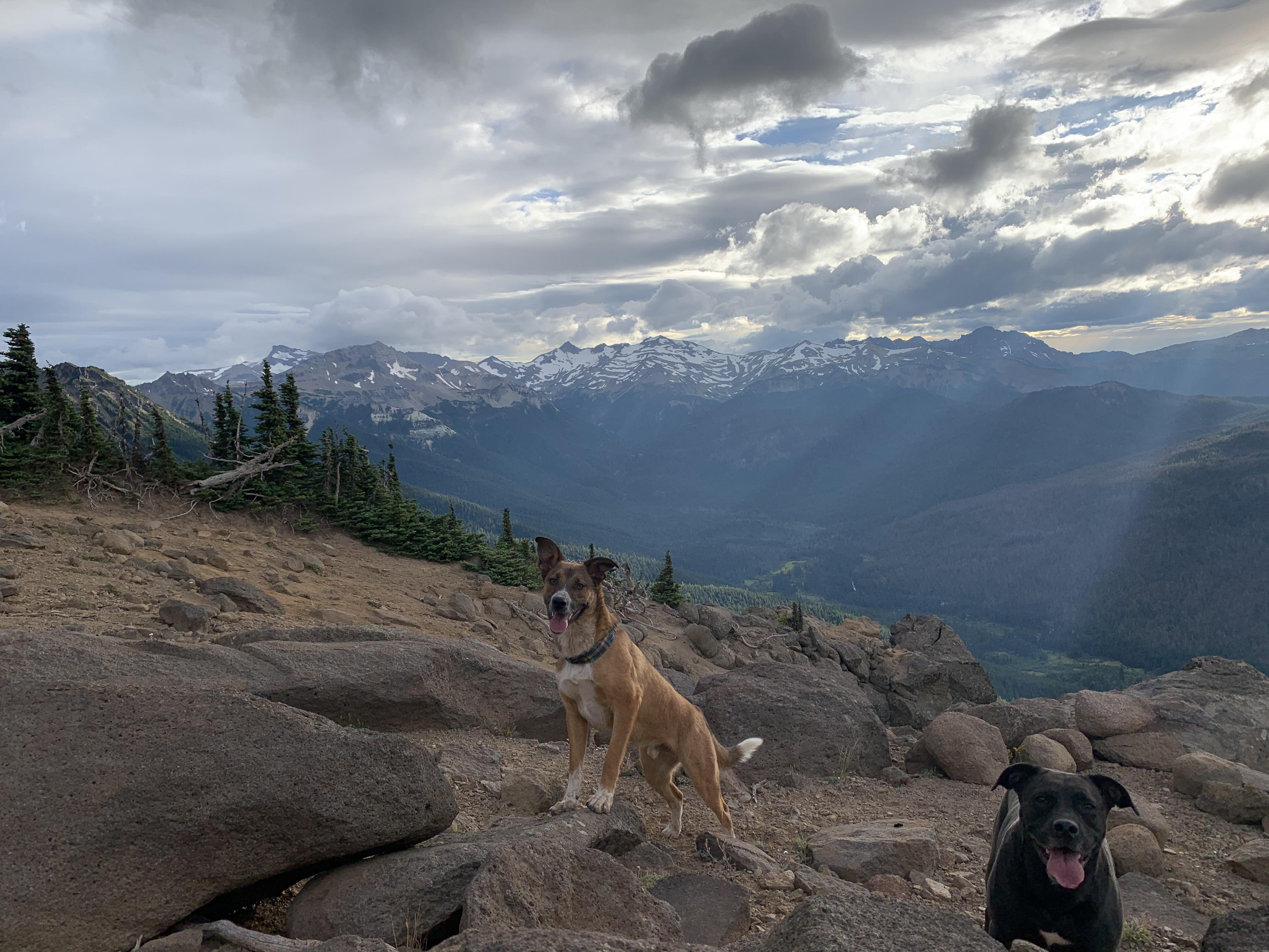 Mountain Dogs r/Washington