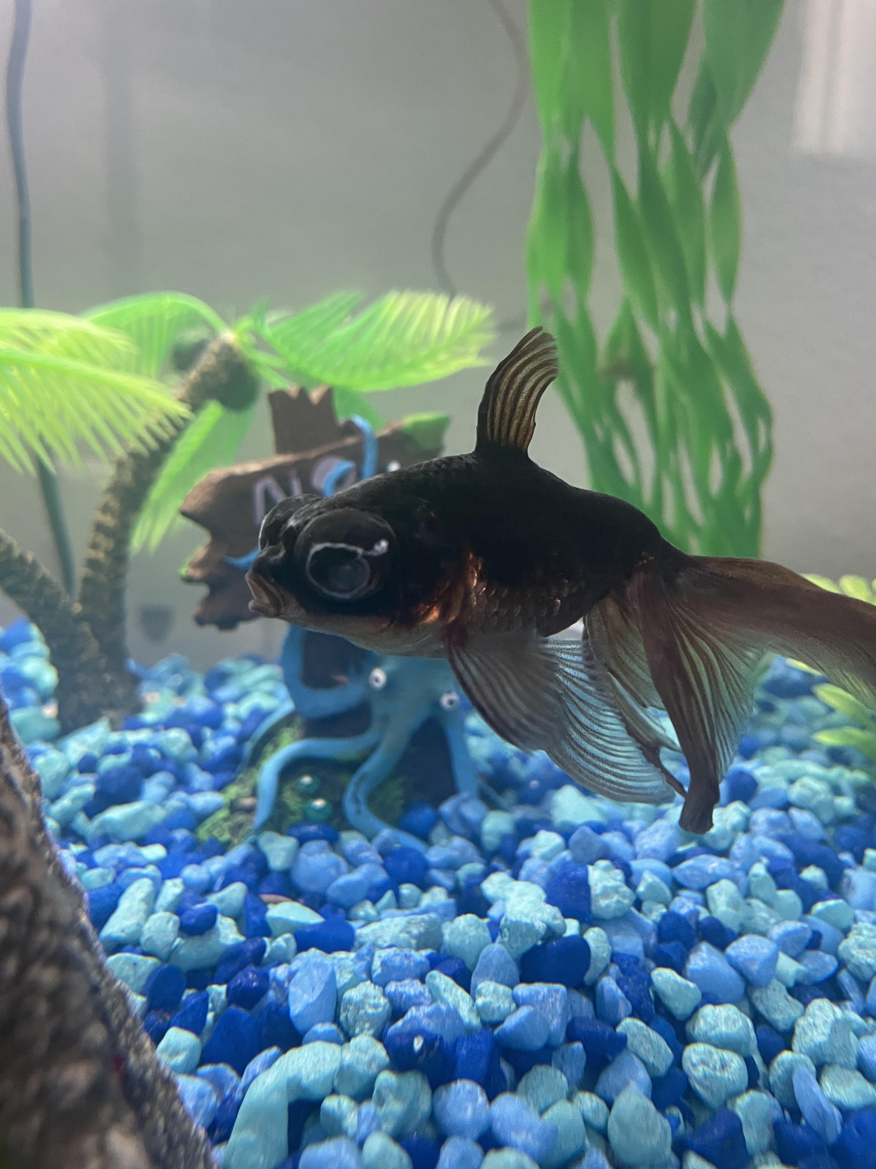 I recently rescued my goldfish from a pretty bad environment and I