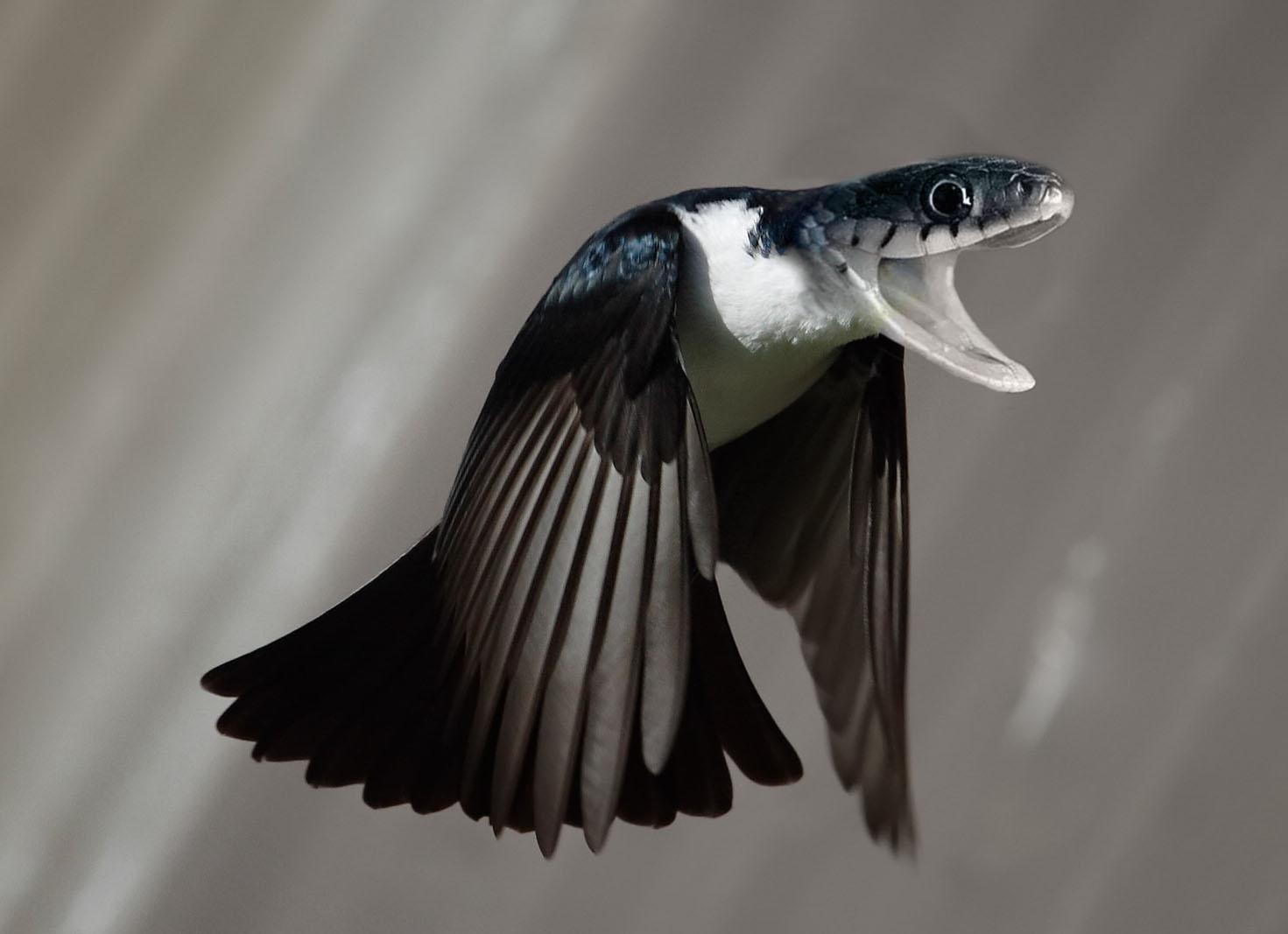 Snird : r/HybridAnimals