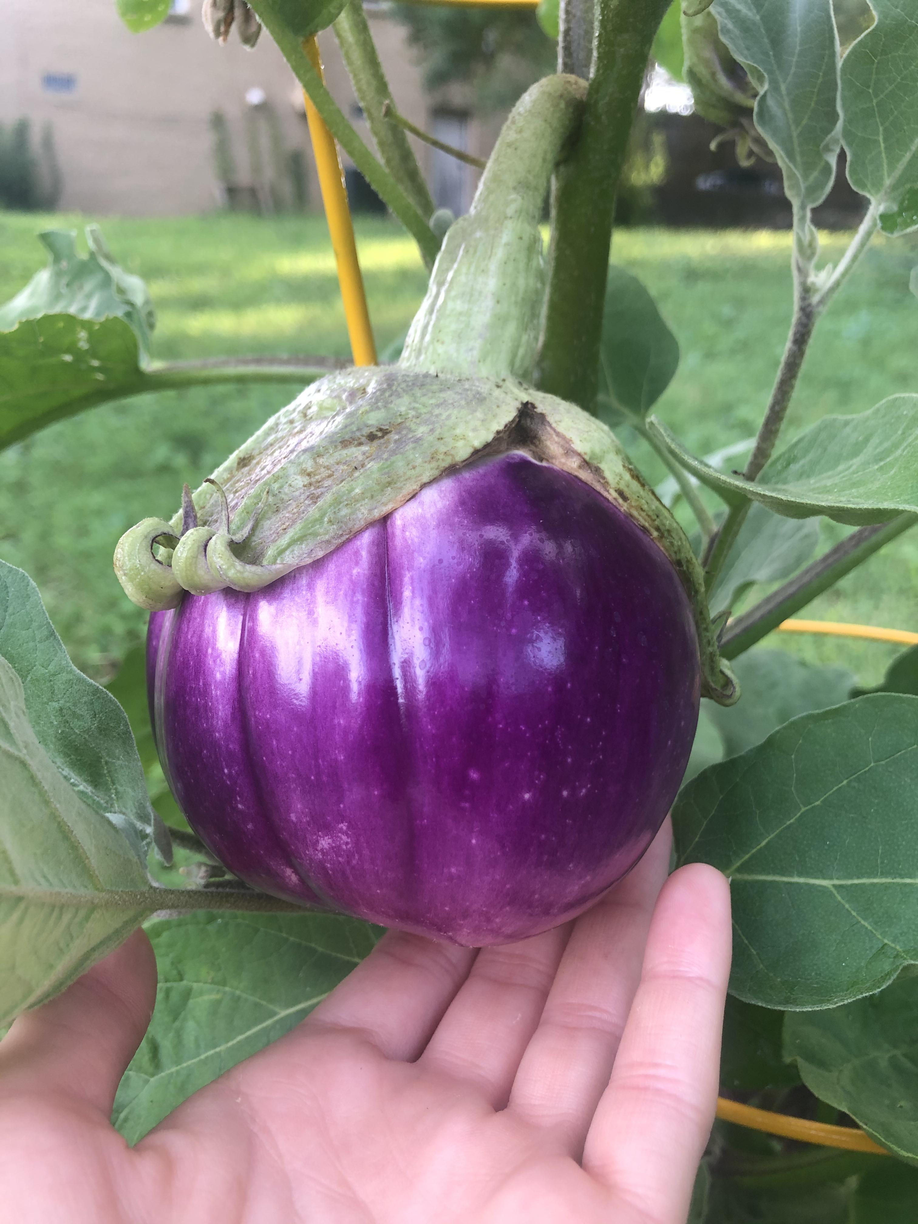 Does my Rosa Bianca eggplant look ready to harvest? This is my first