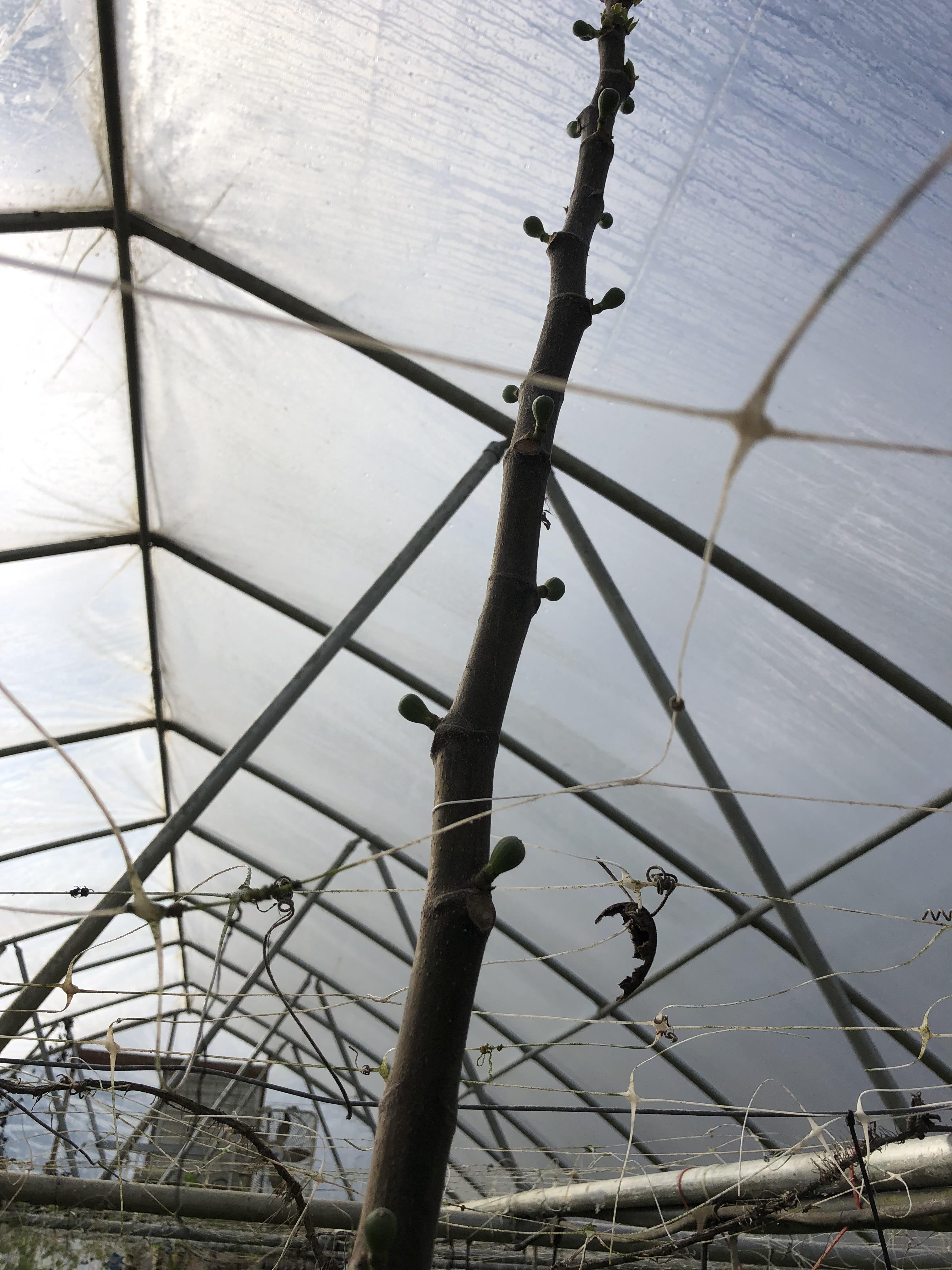 Getting my greenhouse fig on r/Figs