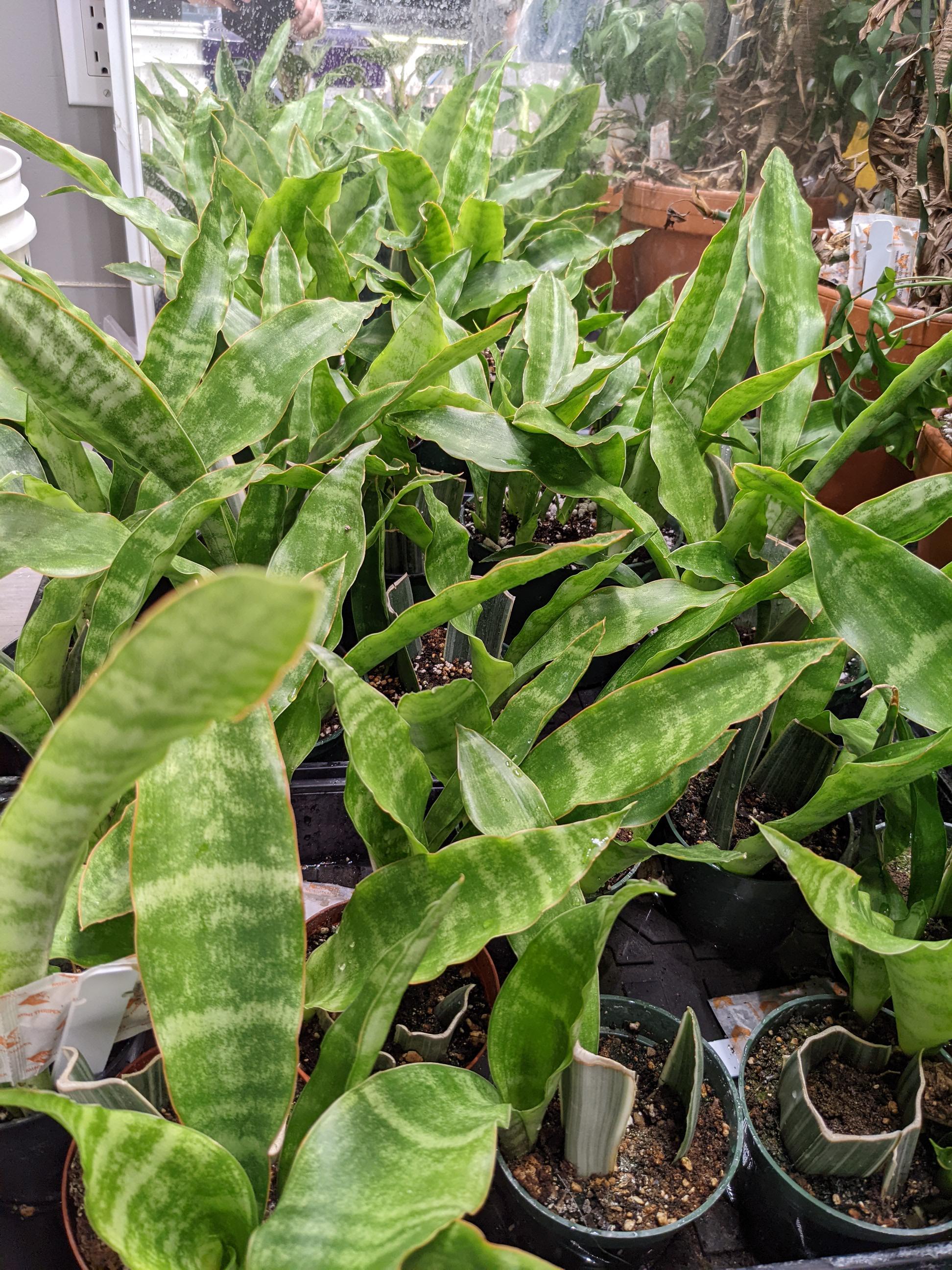 Snake plant leaves wavy/bent. r/SnakePlants