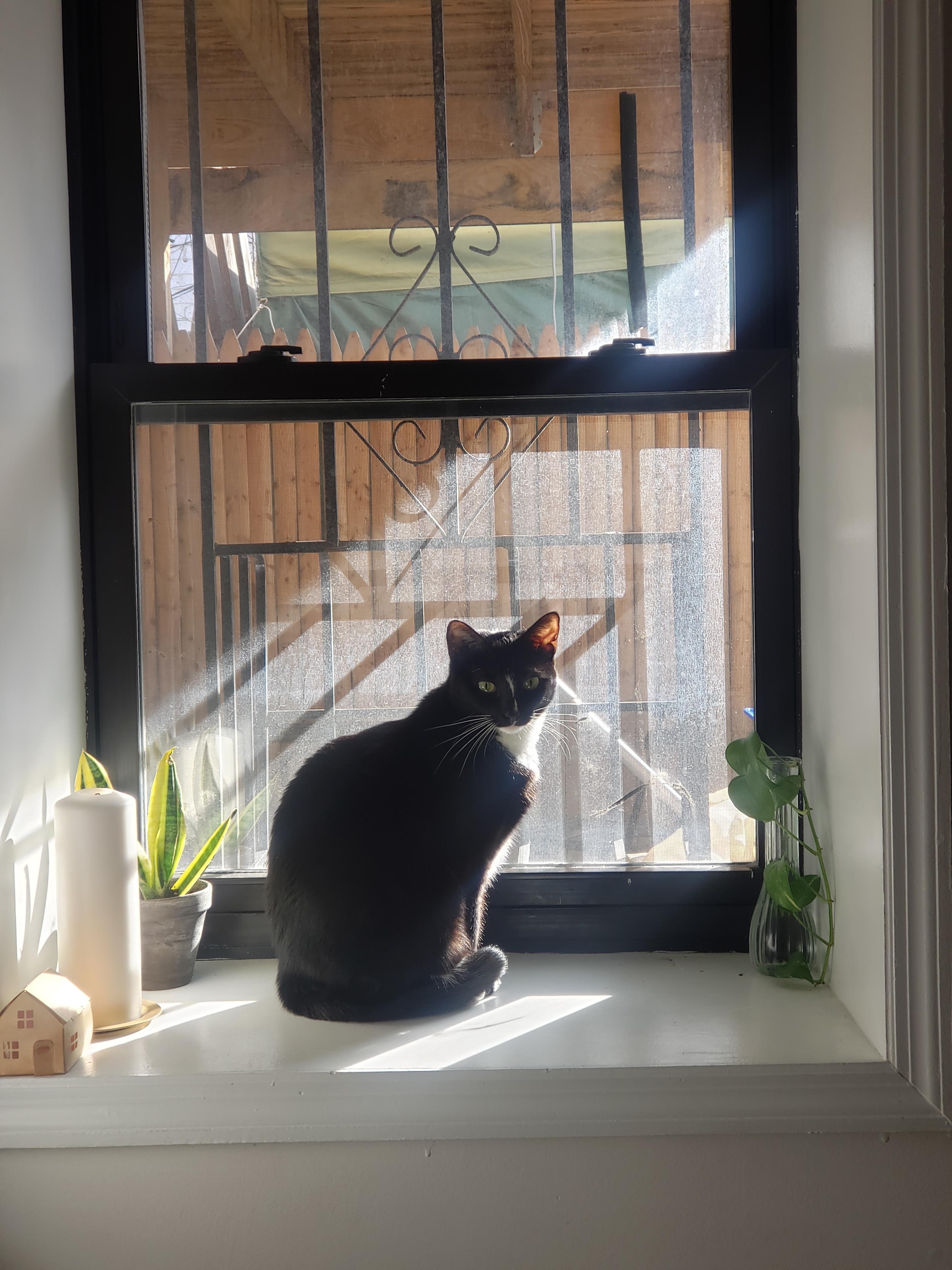 Piper catches some rays r/TuxedoCats