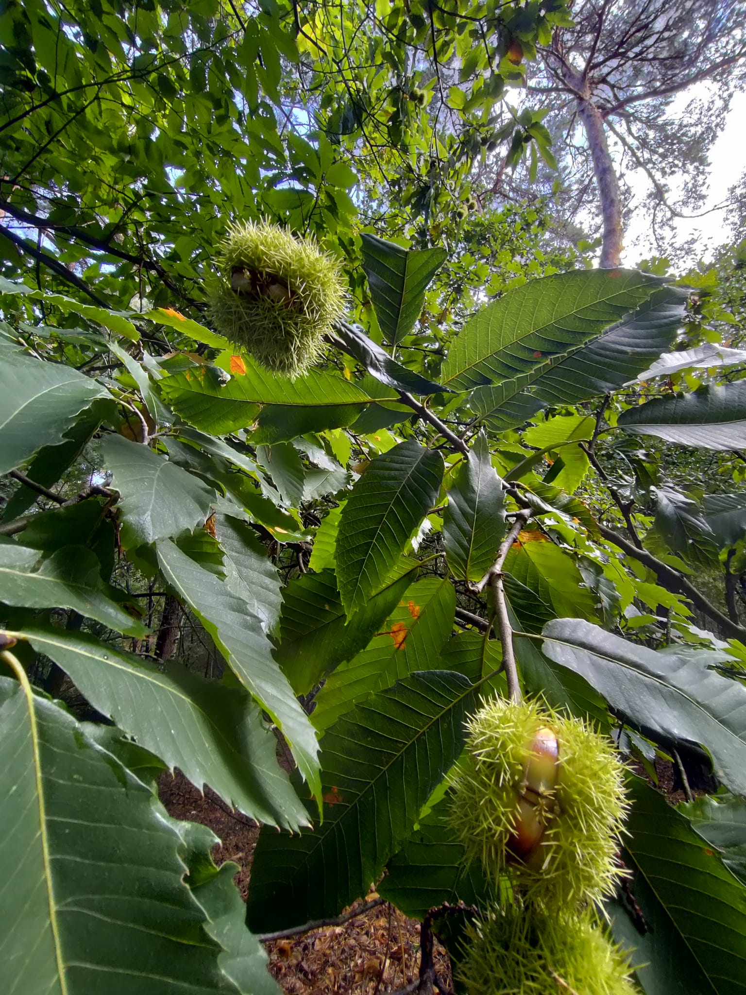 One good thing to come Europe's terrible drought pollinated and