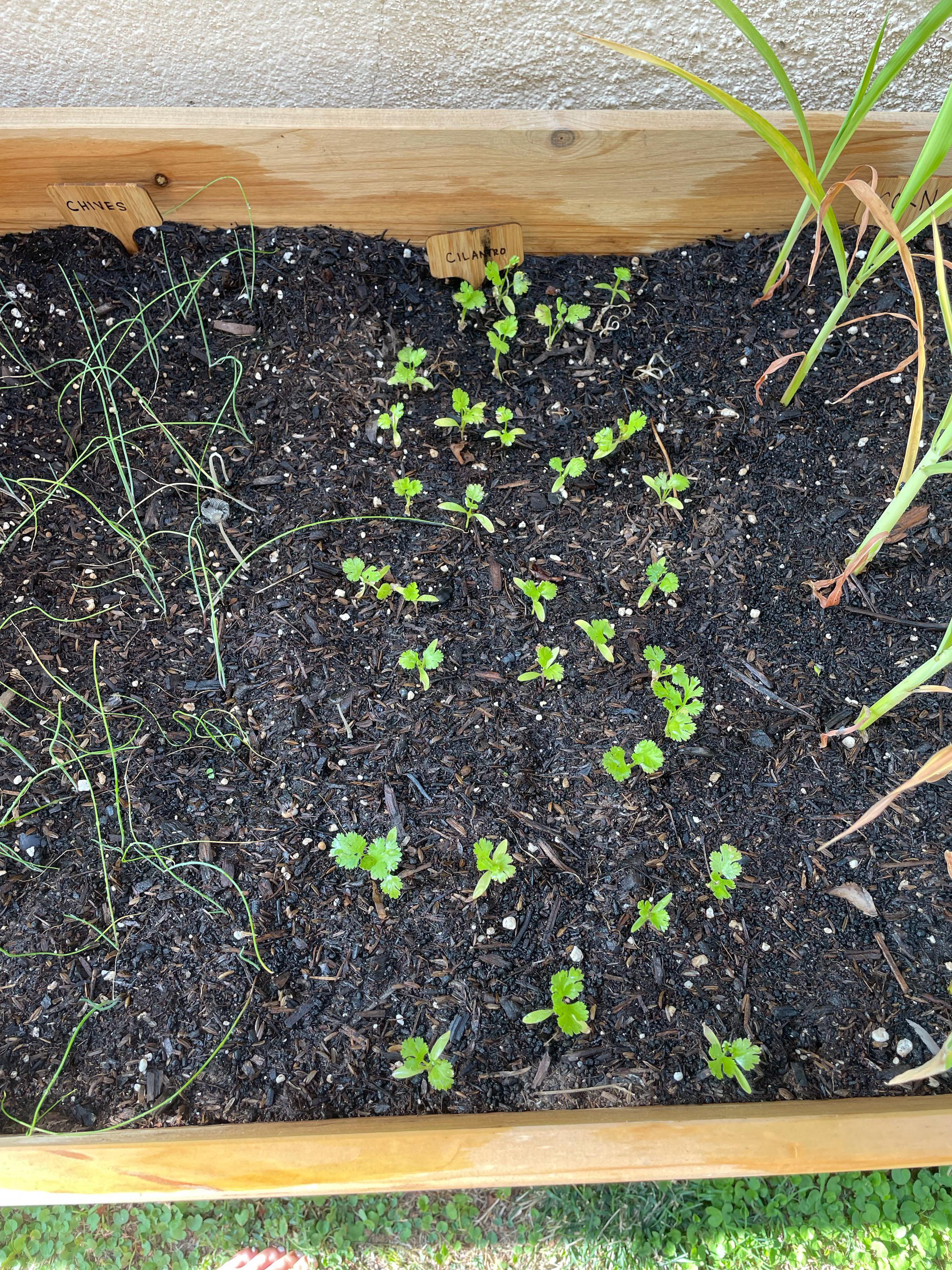 Why has my cilantro stopped growing? r/vegetablegardening