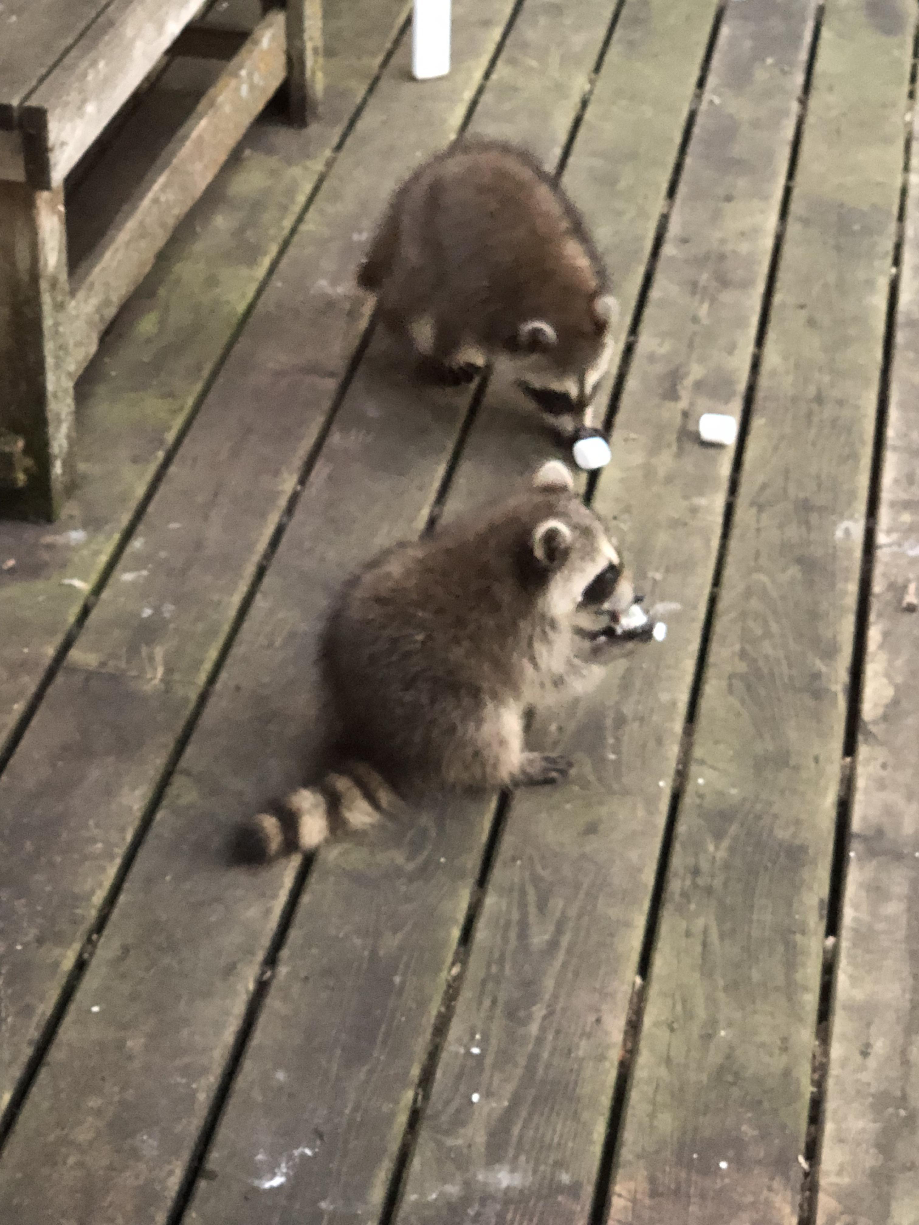 Raccoons love marshmallows. (Taken 6 feet away from me) r/aww